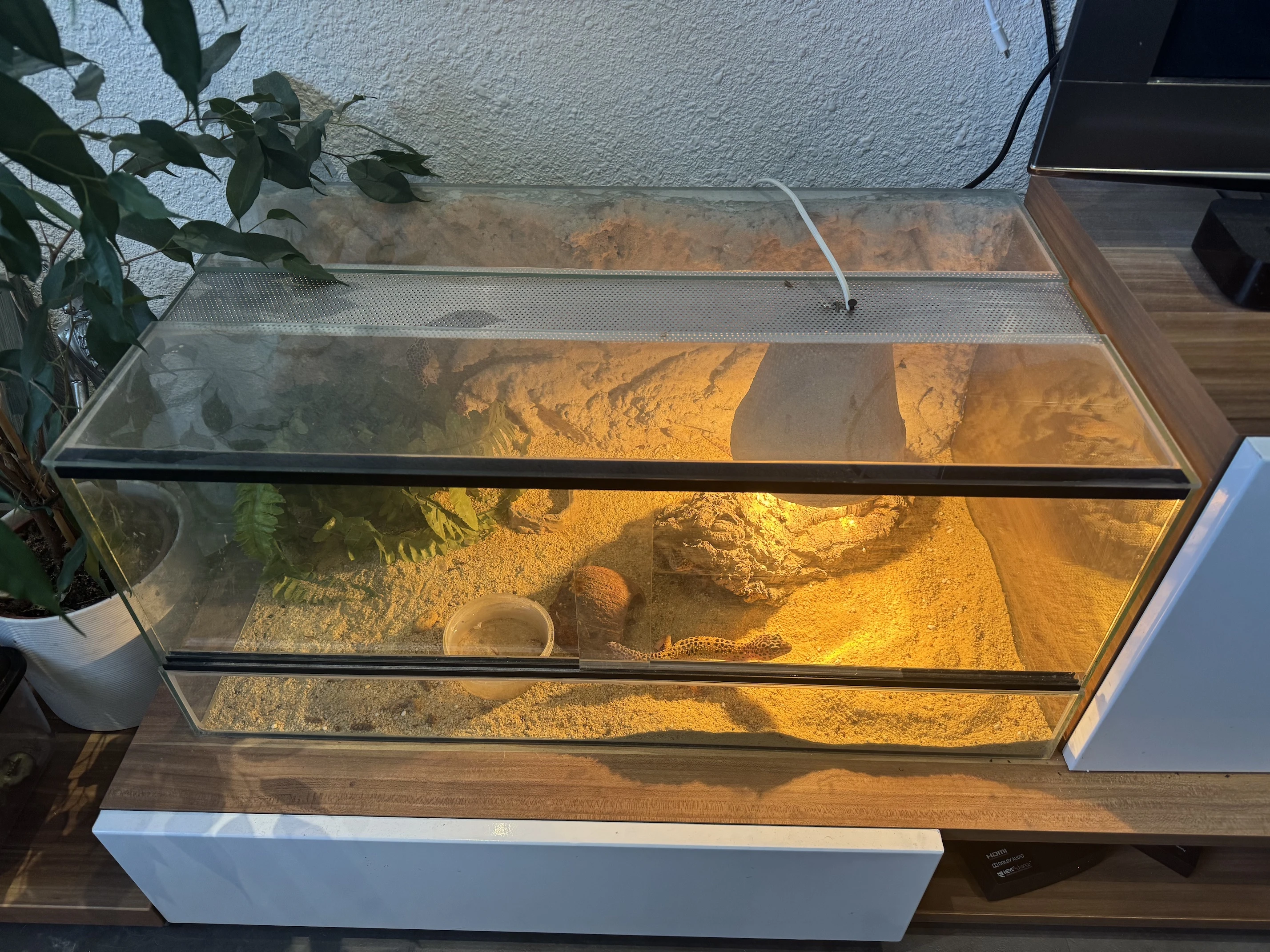 Terárium s gekony nočními - sleva