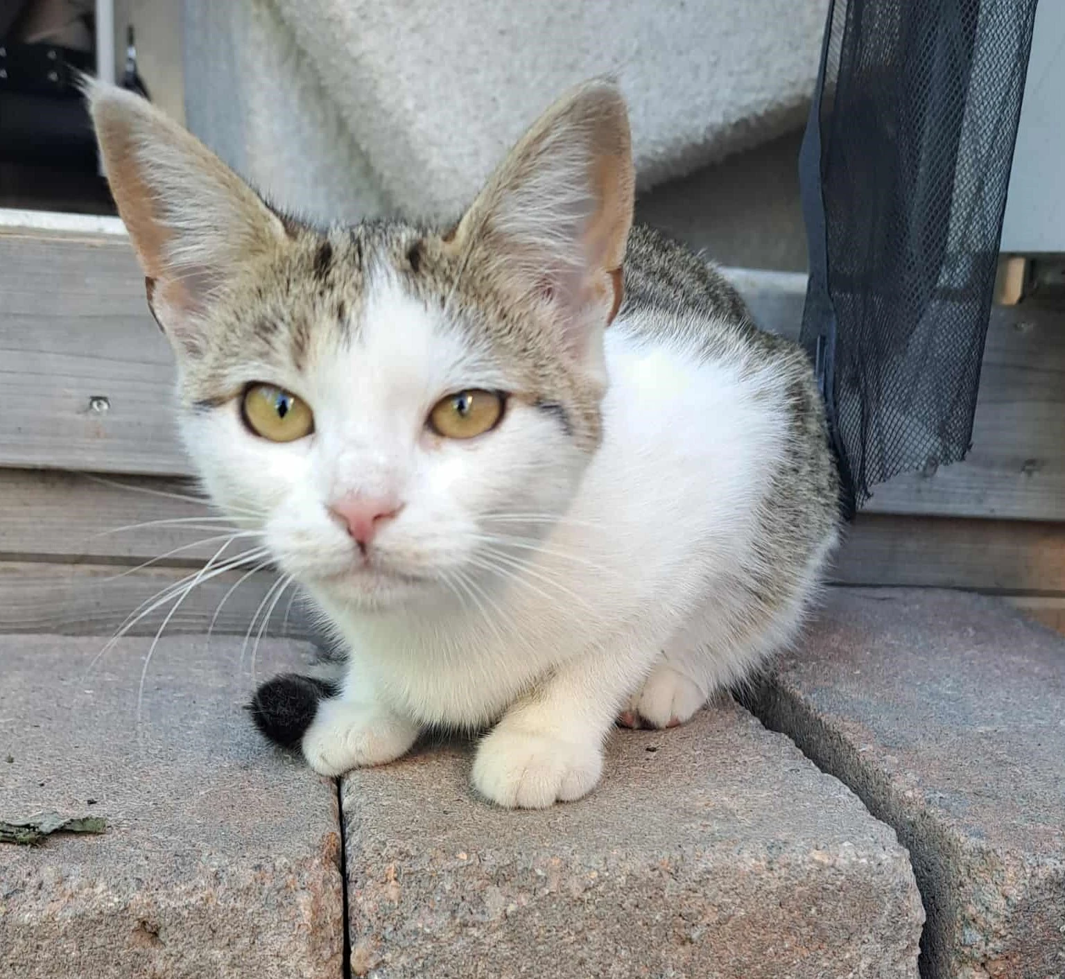 Kočička Kazeta hledá nový domov