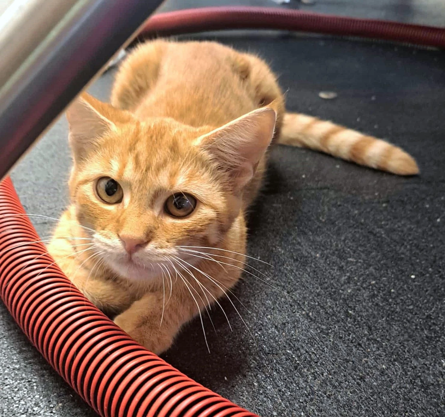 Kocourek Grip hledá nový domov