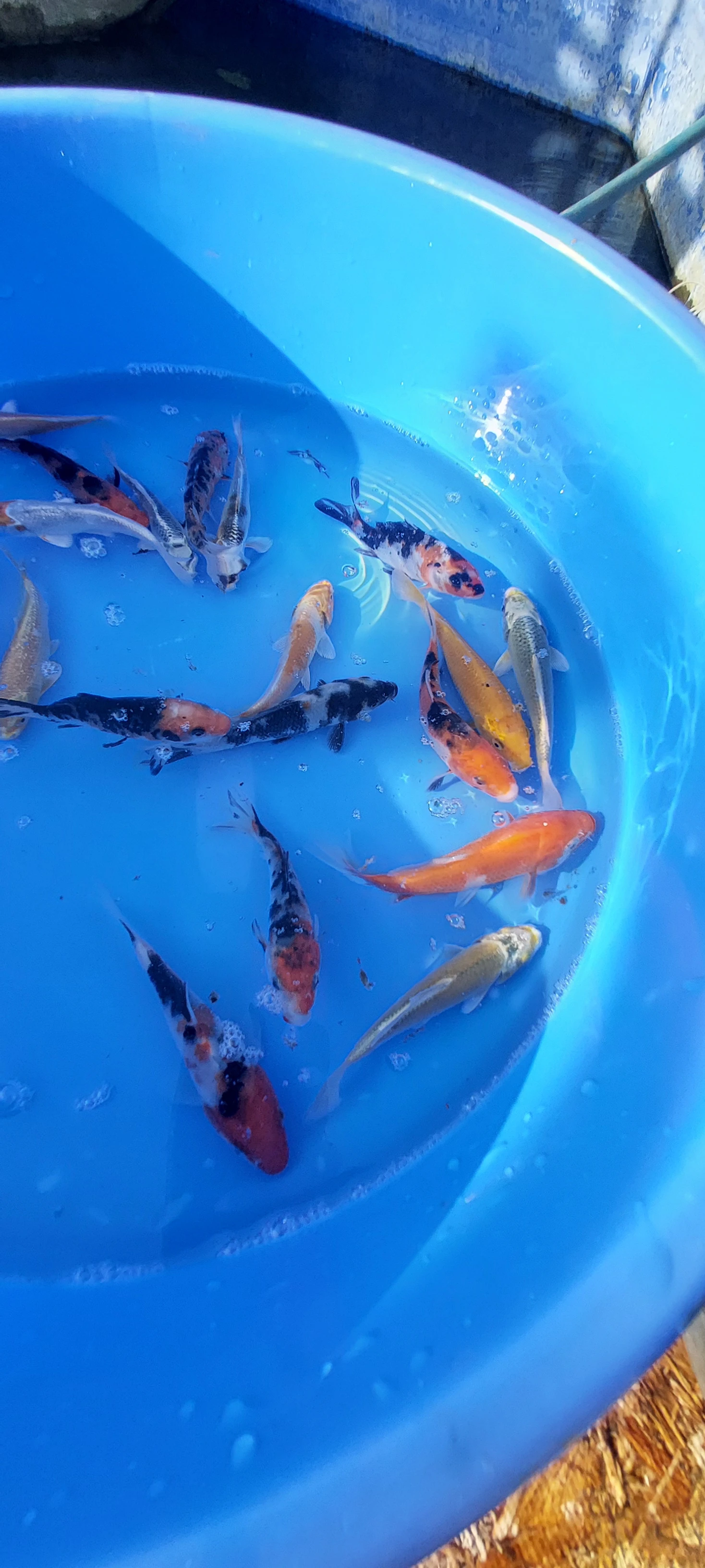 Výprodej KOI kaprů a zlatých karasú/shubunkinů