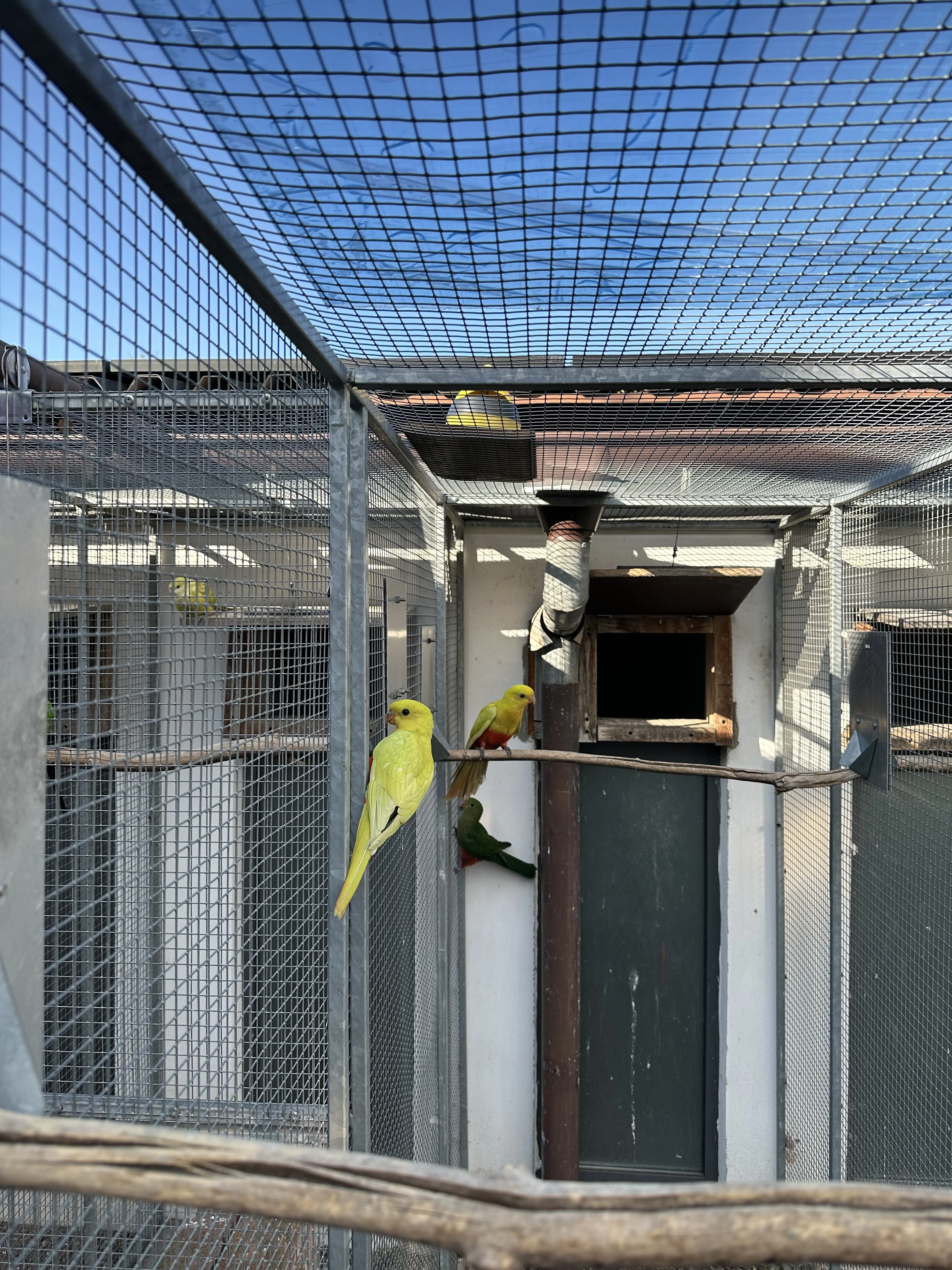 Papoušek královský štěp. do žlutých