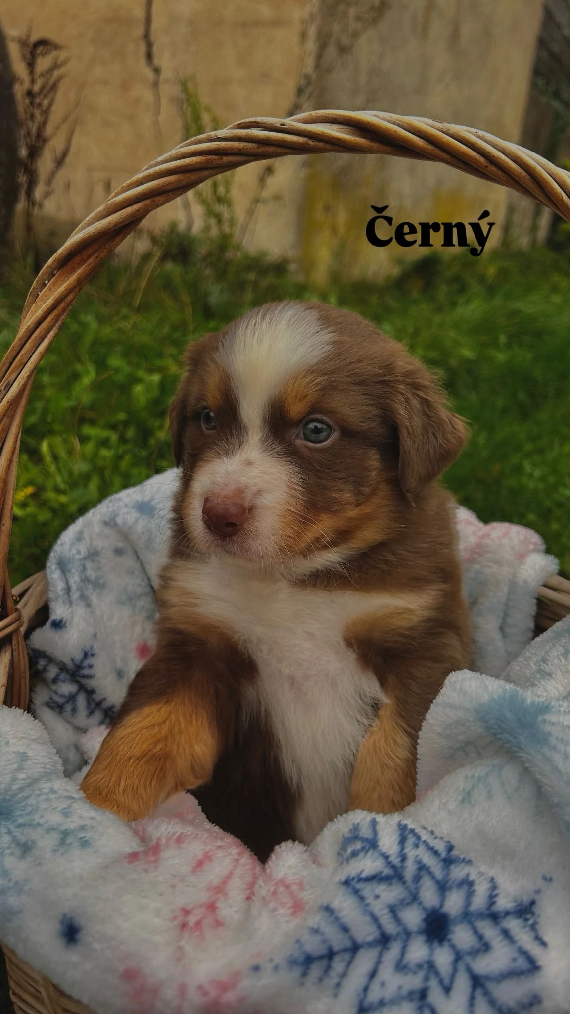 Štěňata, v typu astralský ovčák, bez PP