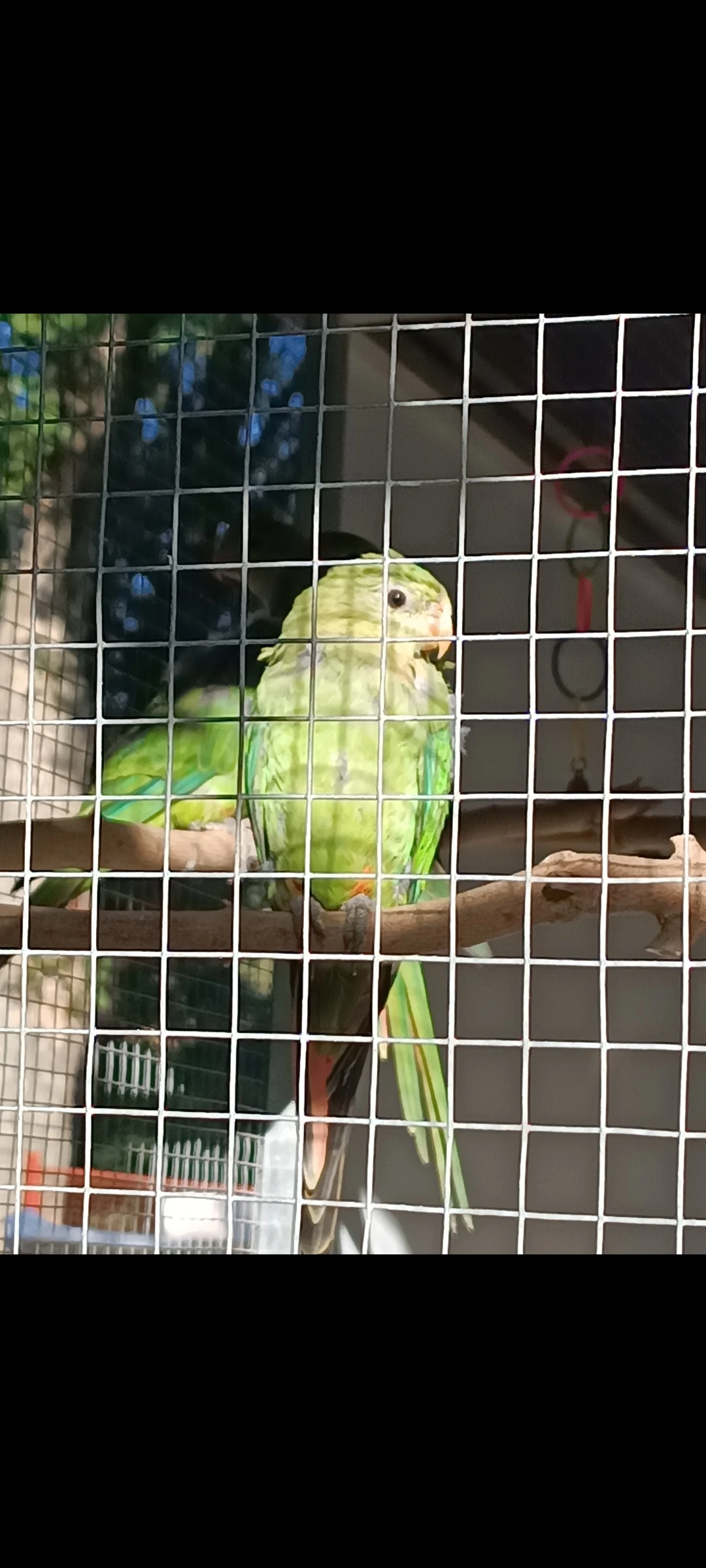 Papoušek Nádherný