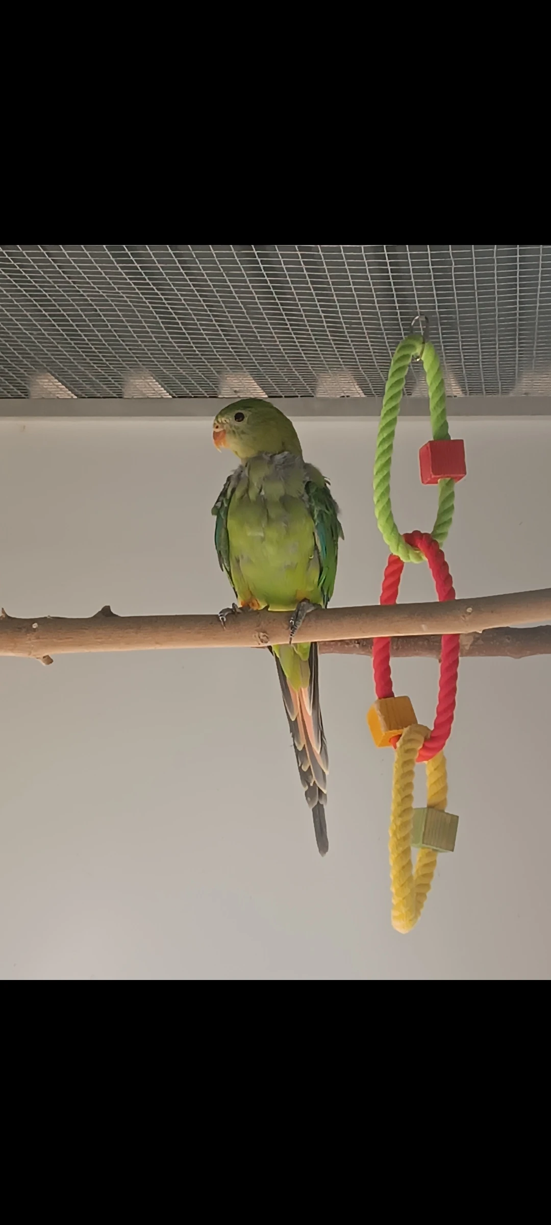 Papoušek Nádherný