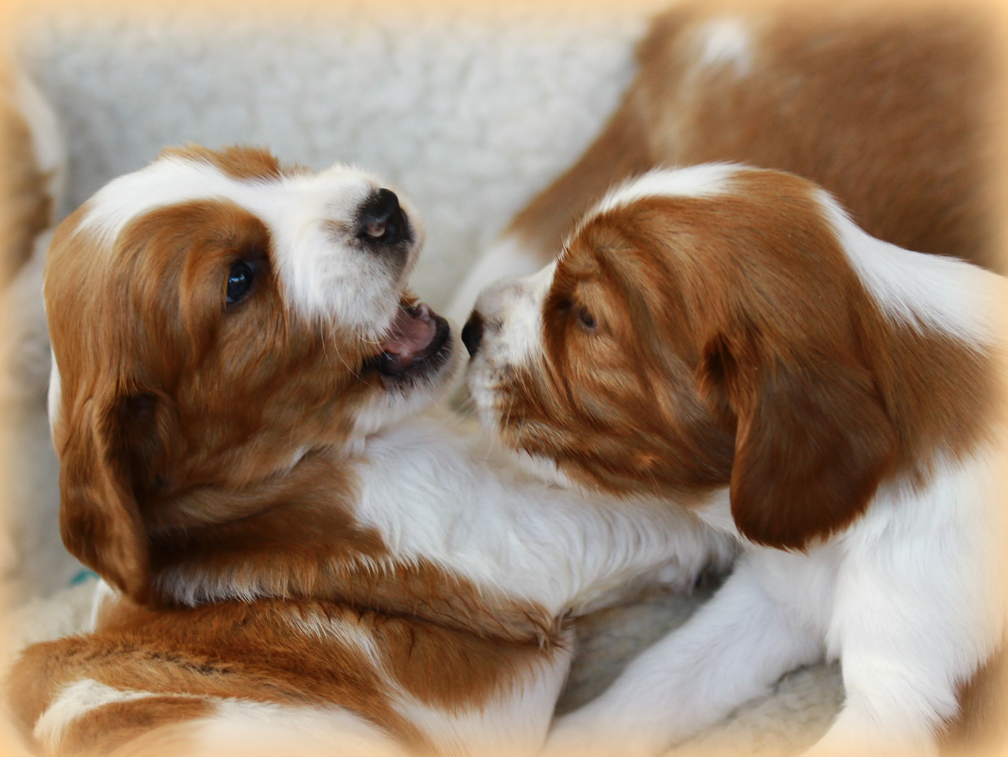 Štěňátka welššpringeršpaněl