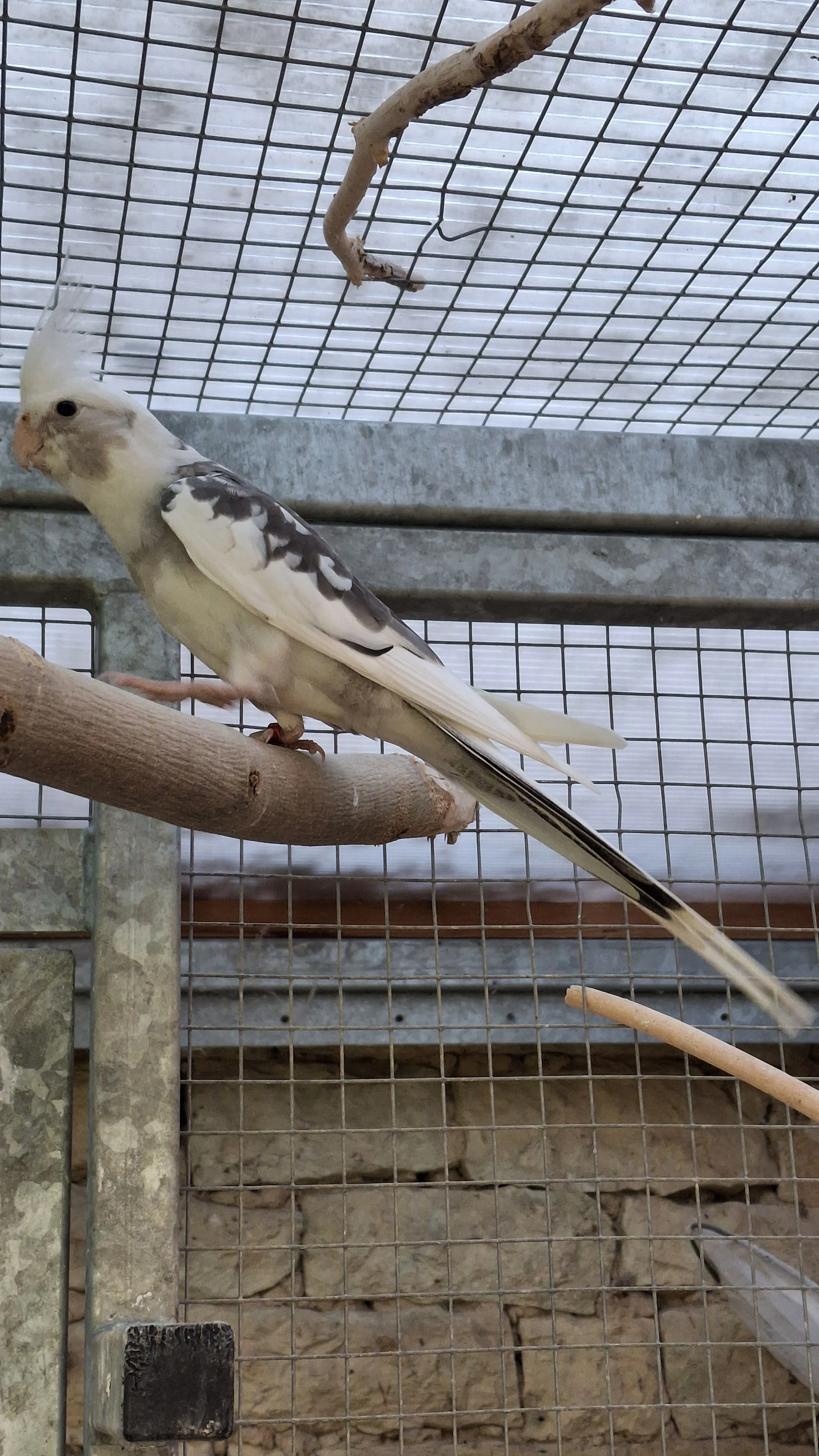 Korela bělohlavá straka samec