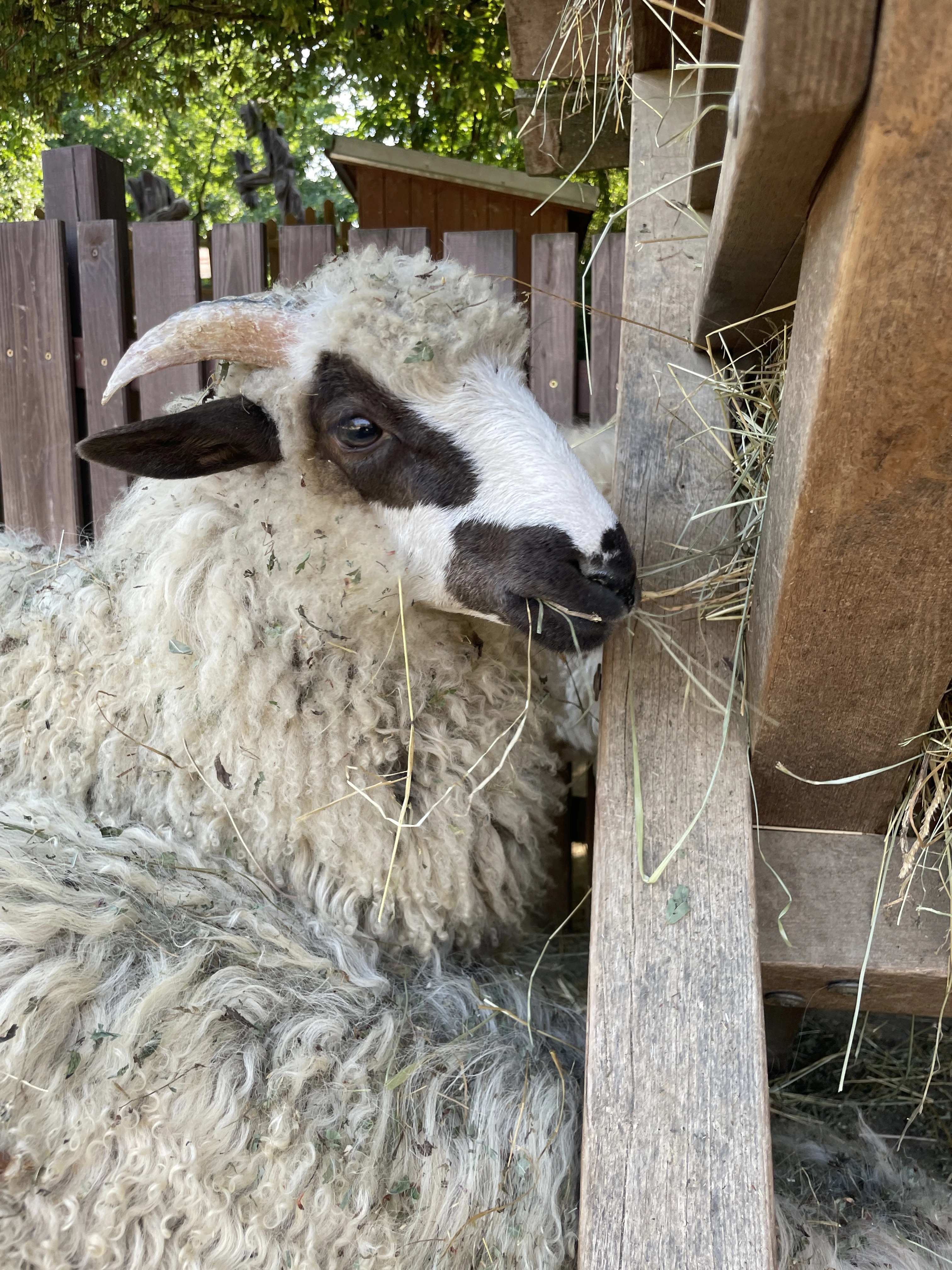 Valašska - beránek a jehnička