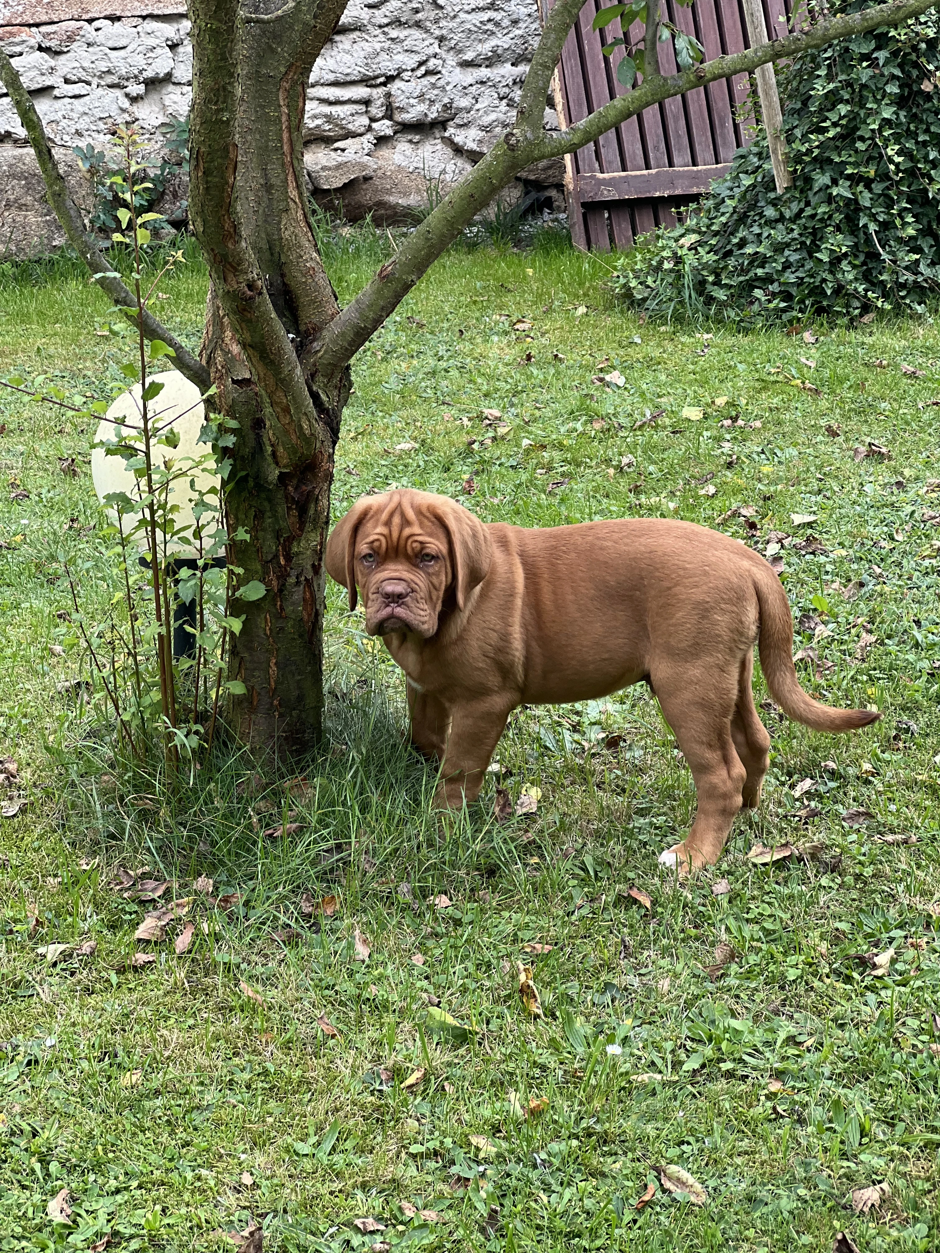 Dogue de Bordeaux
