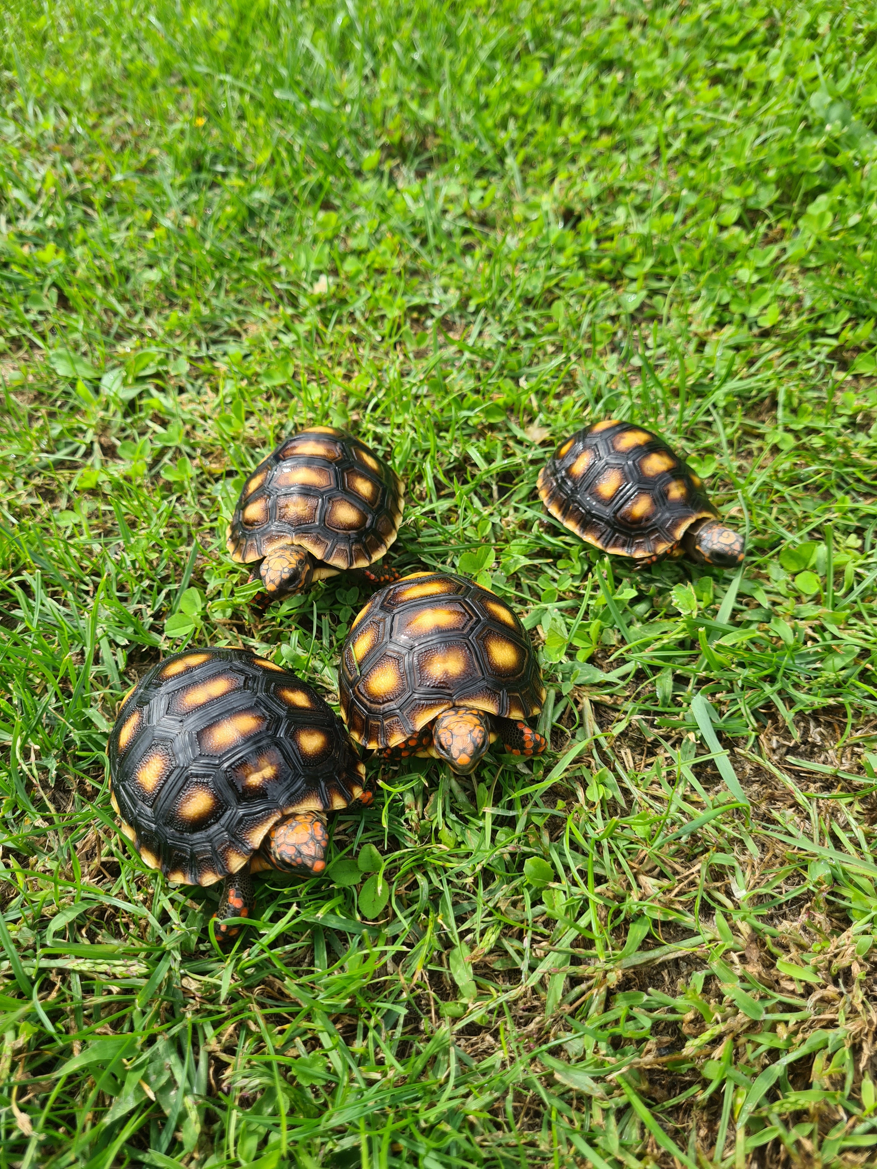 Želva uhlířská - Chelonoidis carbonaria
