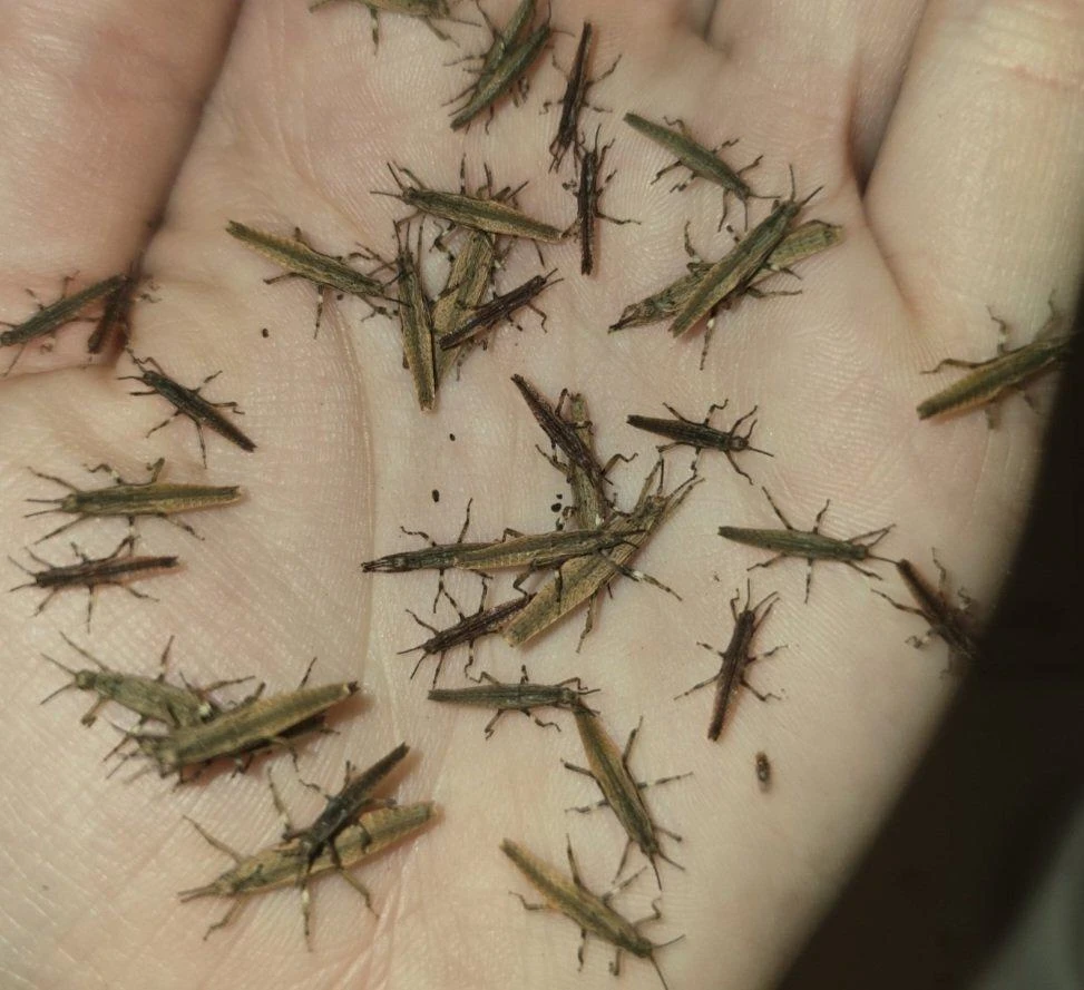 Strašilky - nabídka