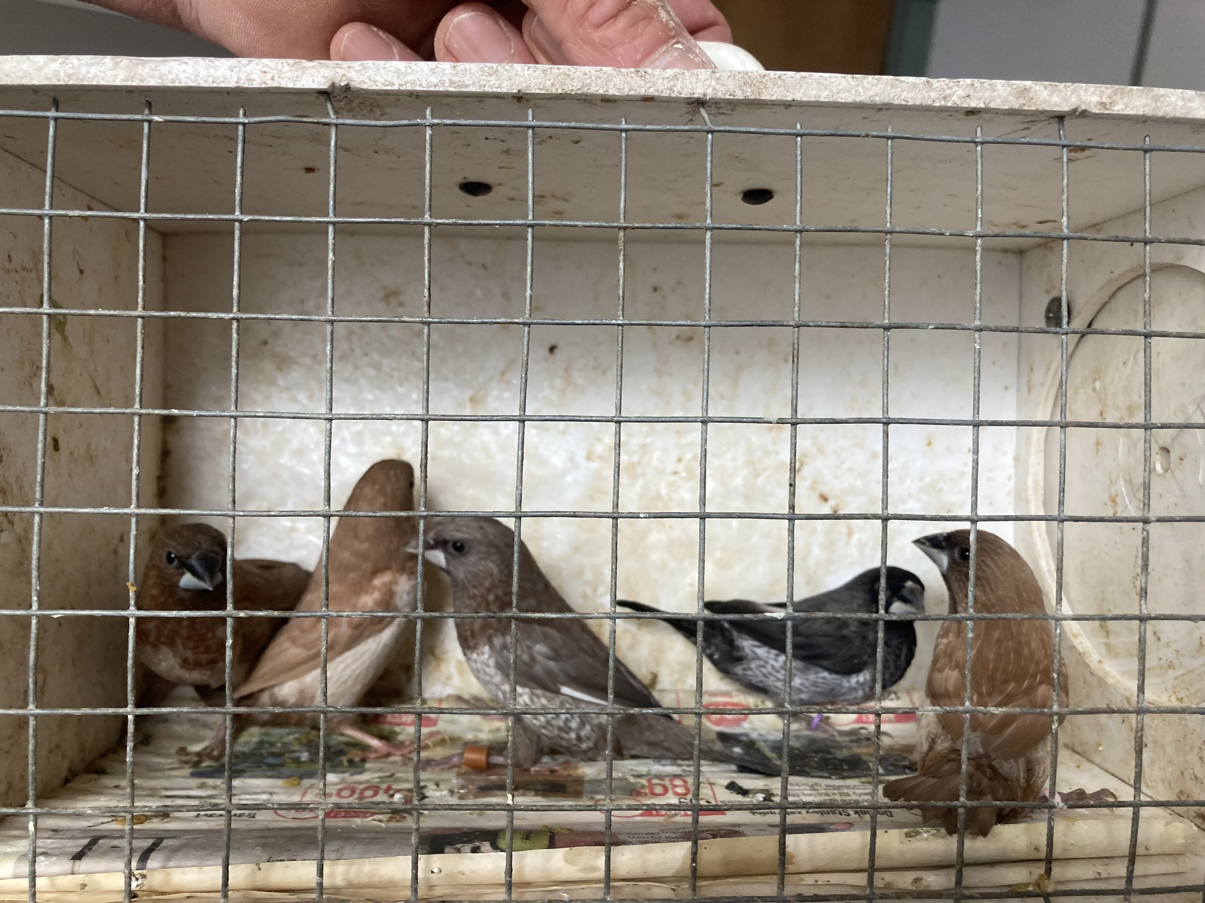 Chůvička japonská