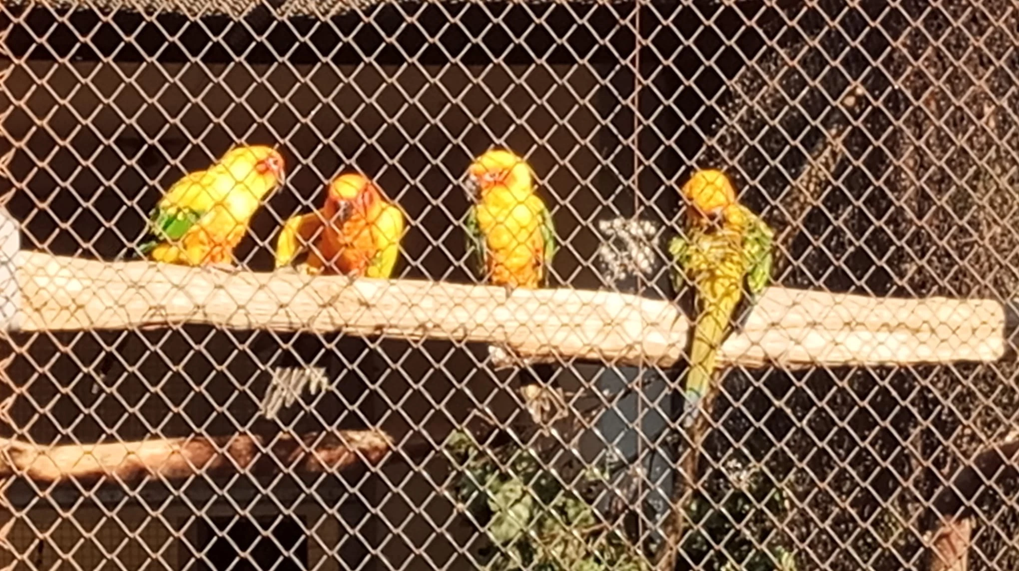 Prodám dvě samičky Aratinga sluneční