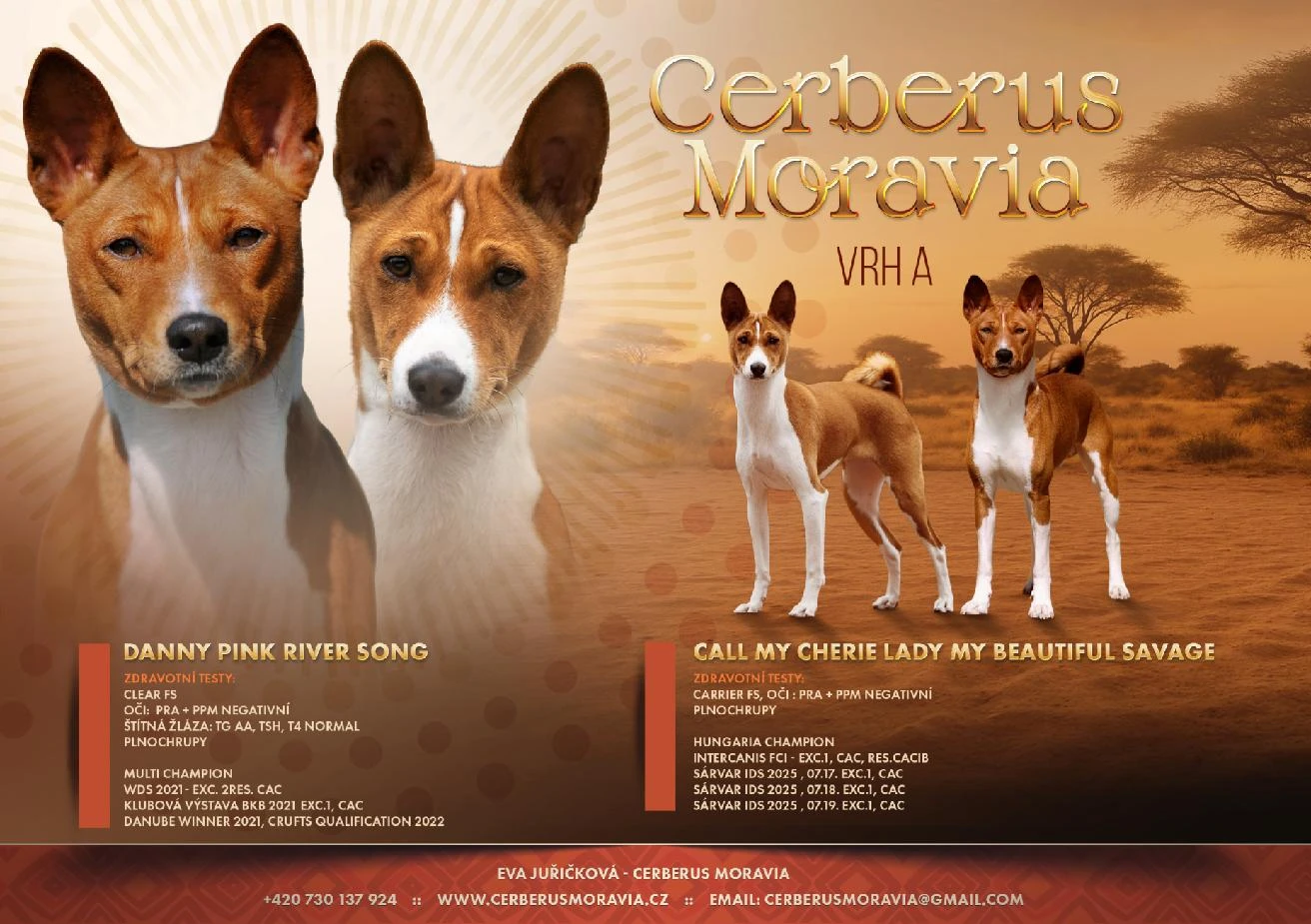 Rezervace štěňátek Basenji