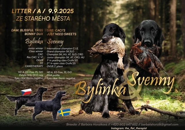 Flat Coated Retriever s PP