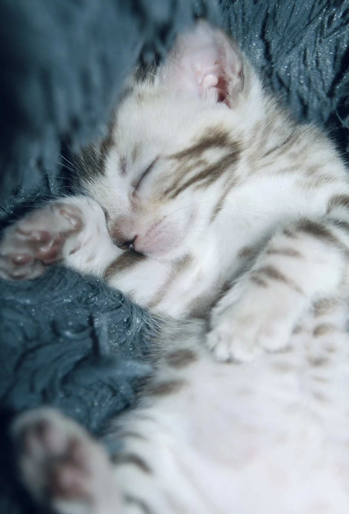 Bengálské koťě ,bengálská kočka