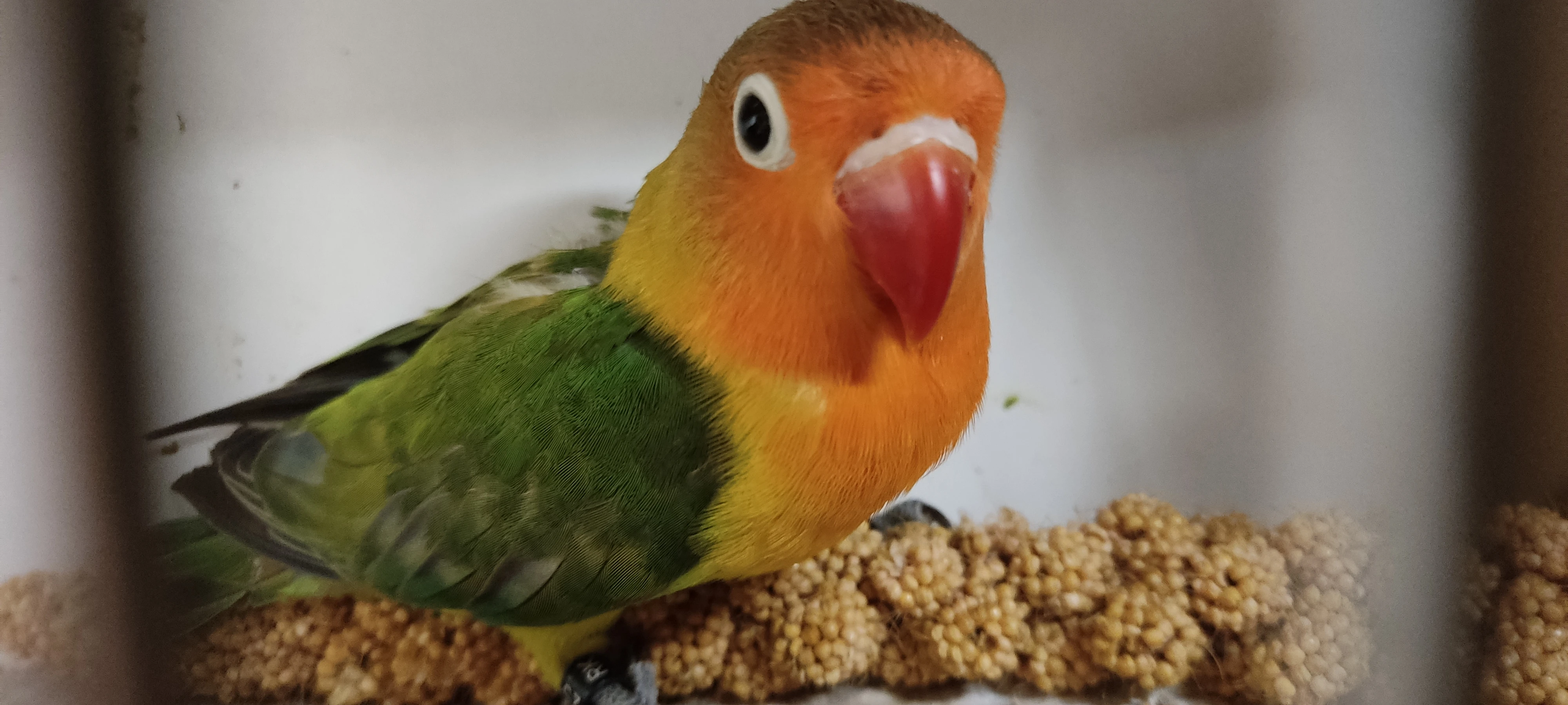 Prodám agapornise fisheri