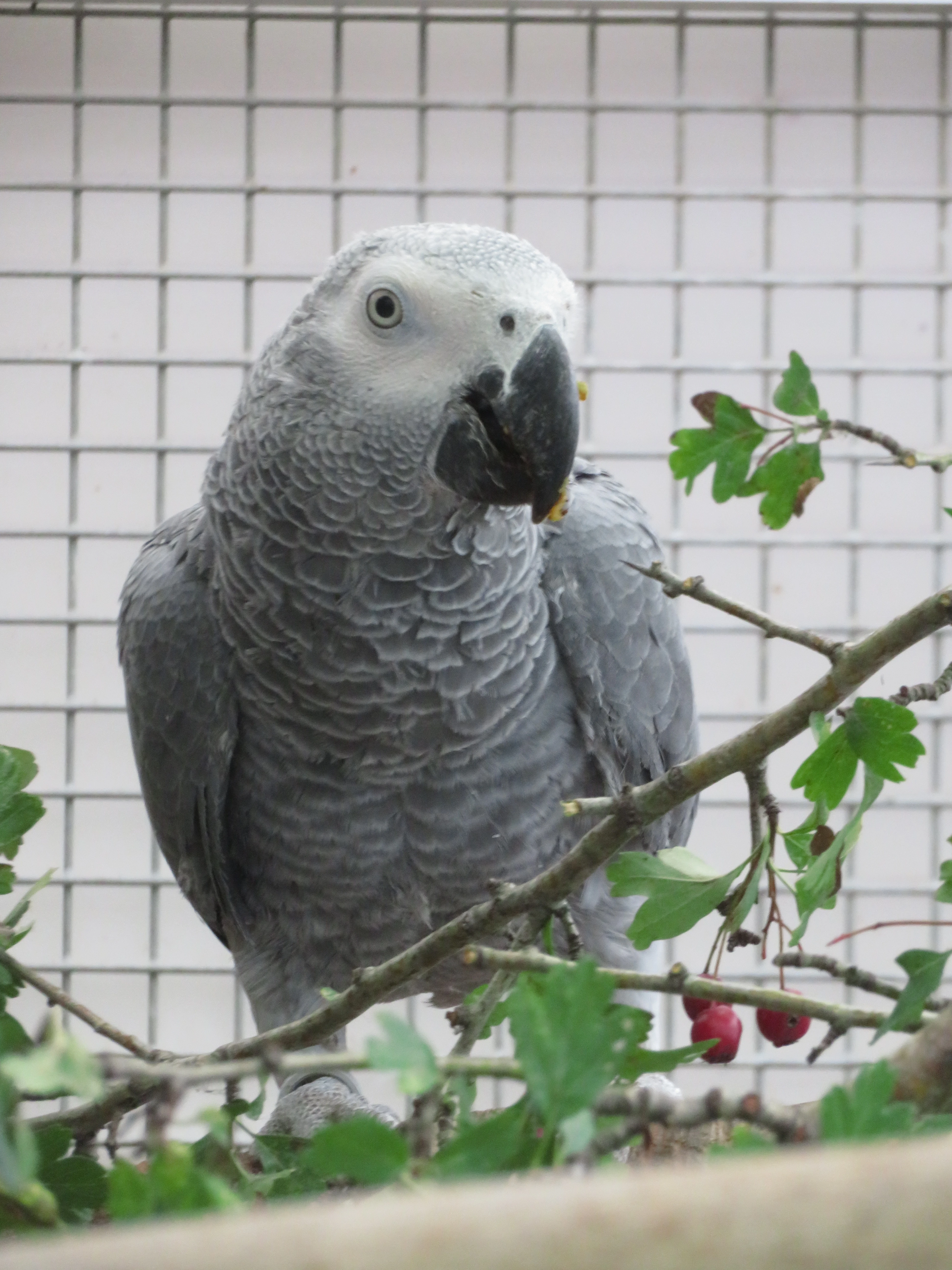 Žako velký - letošní mláďata