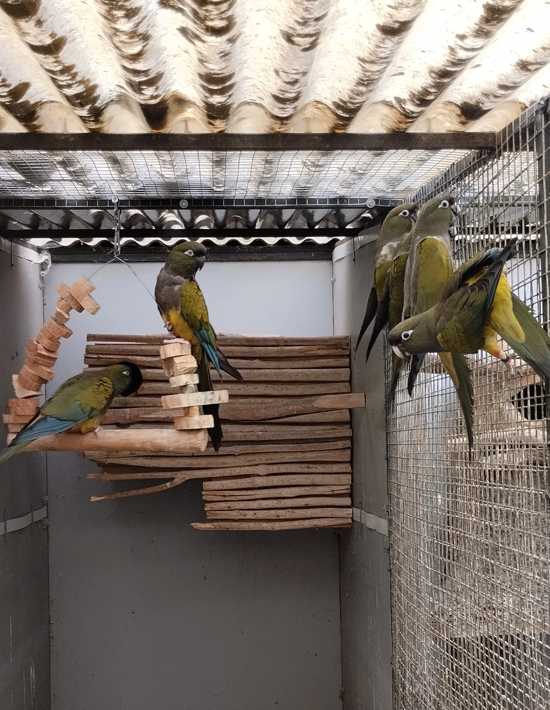 Papoušek patagonský