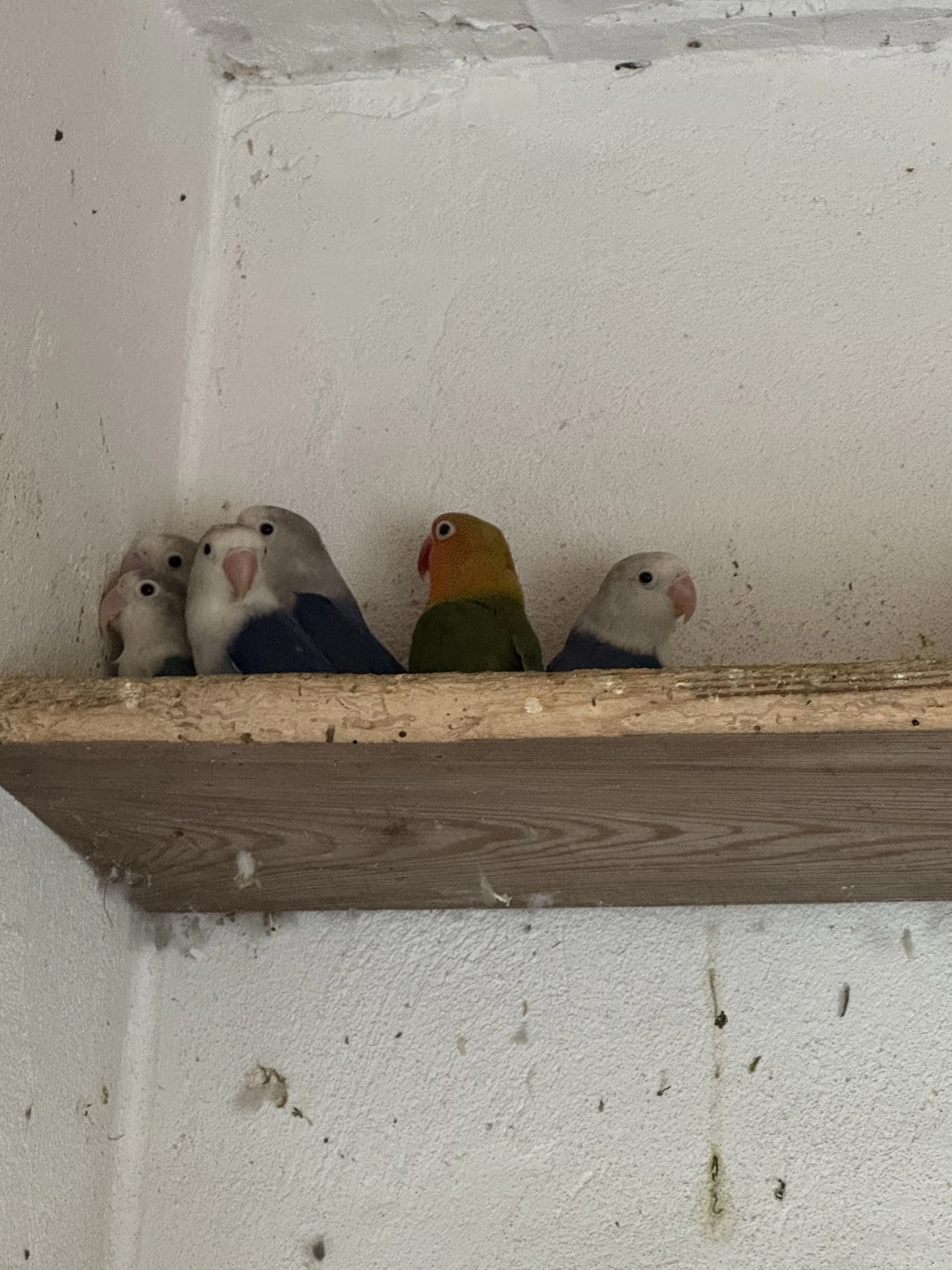 Prodám letošní mláďata agapornis fišeri