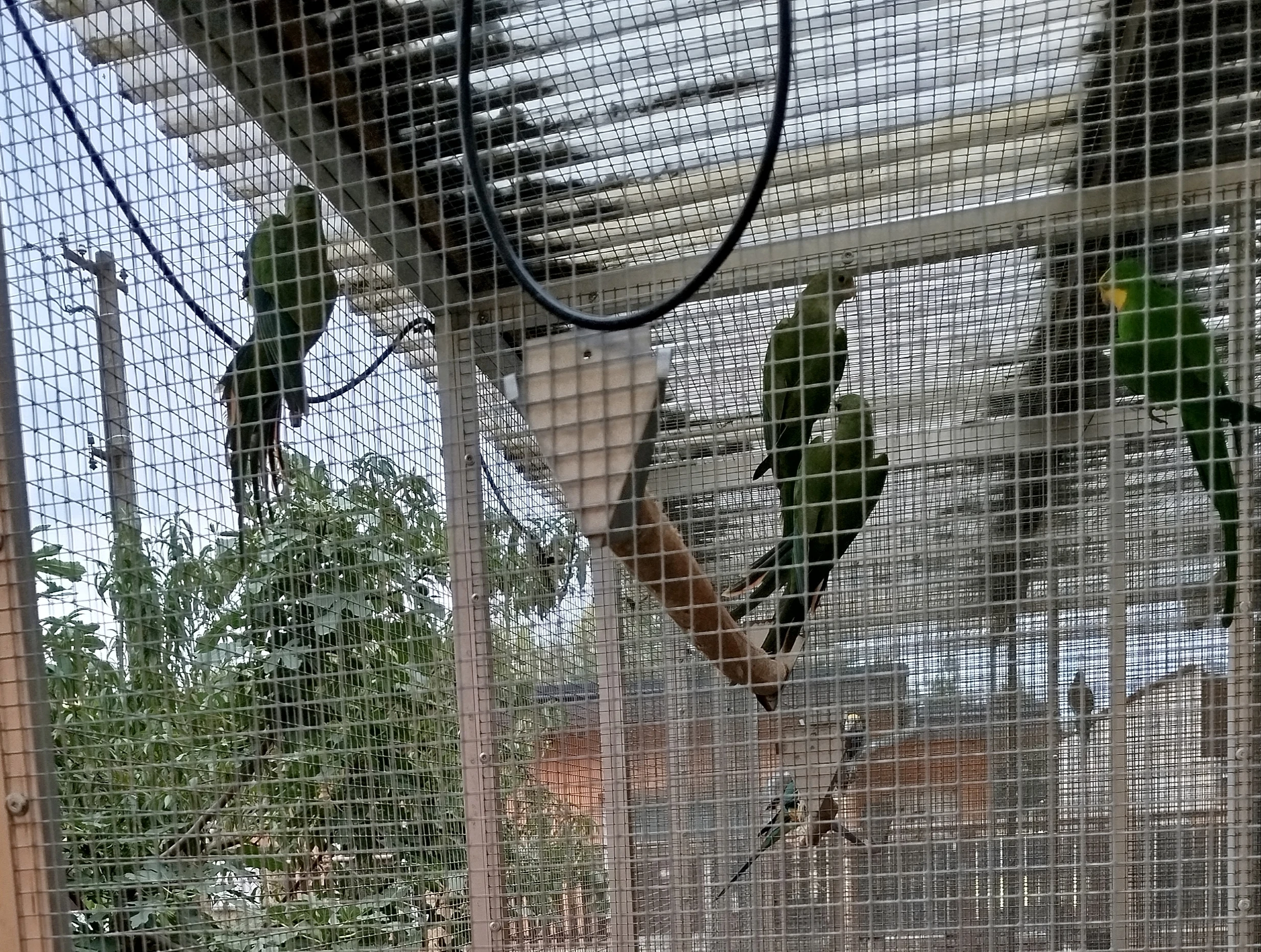 Papoušek nádherný