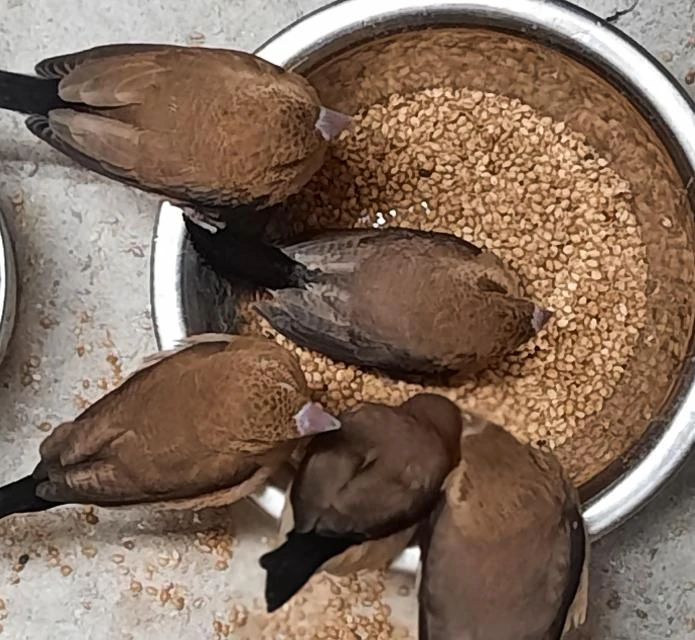 Prodám stříbrozobky zpěvné