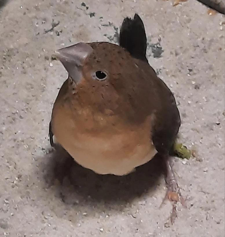 Prodám stříbrozobky zpěvné