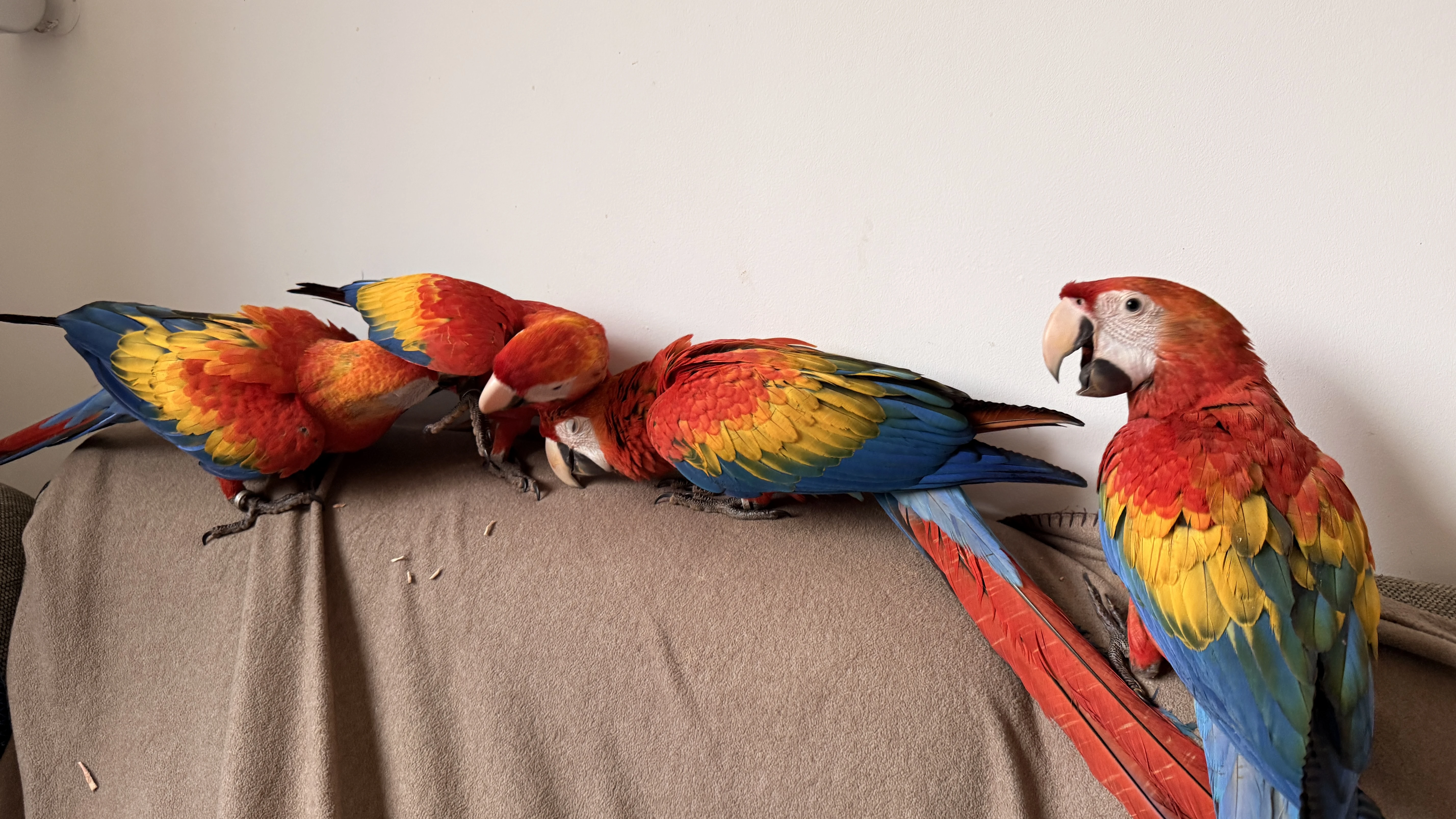 Prodám Ara Arakanga