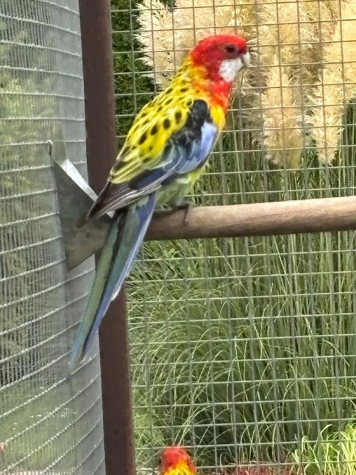 Rosela pestrá nádherná