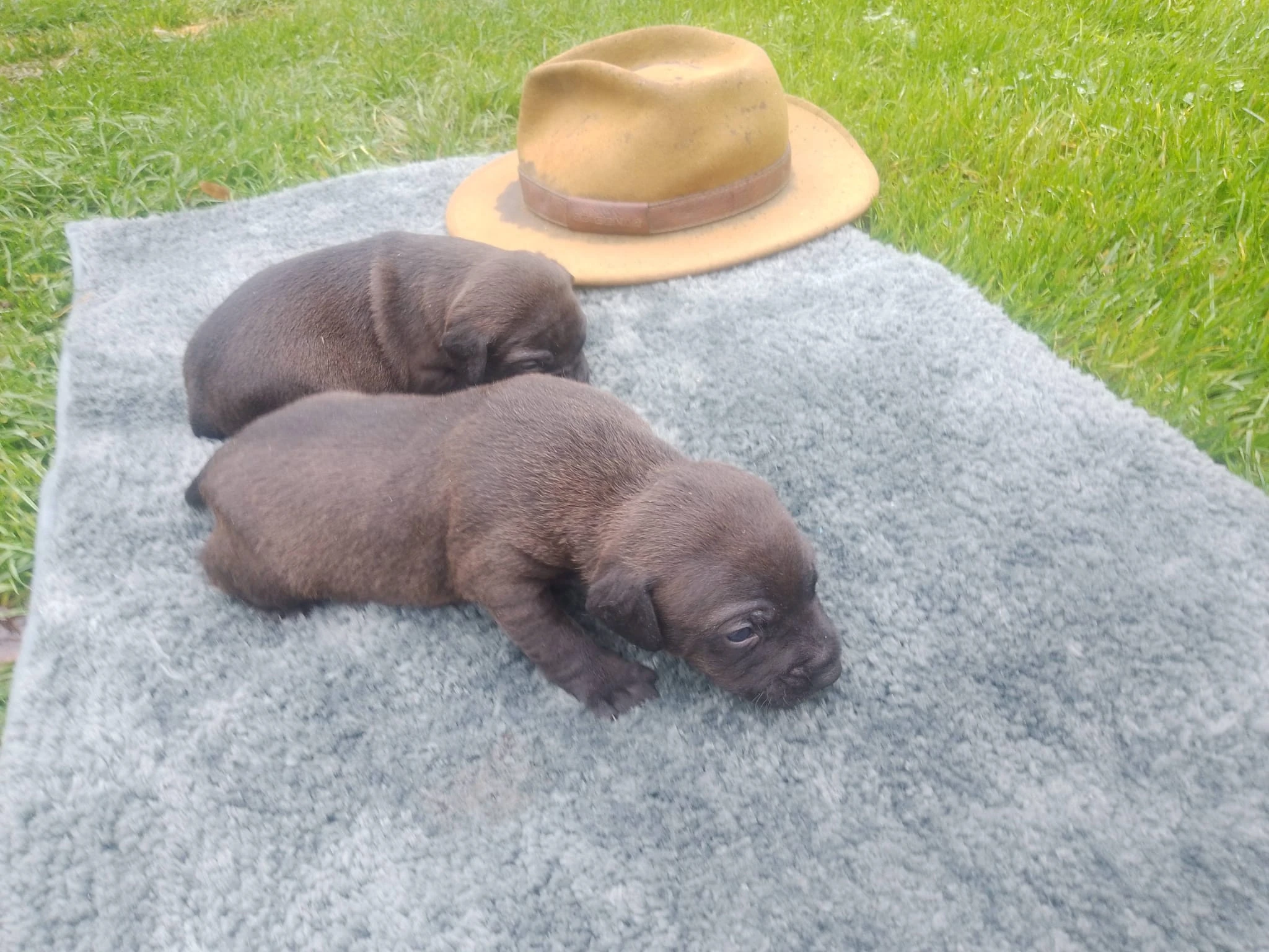 Patterdale teriér - prodej štěňat