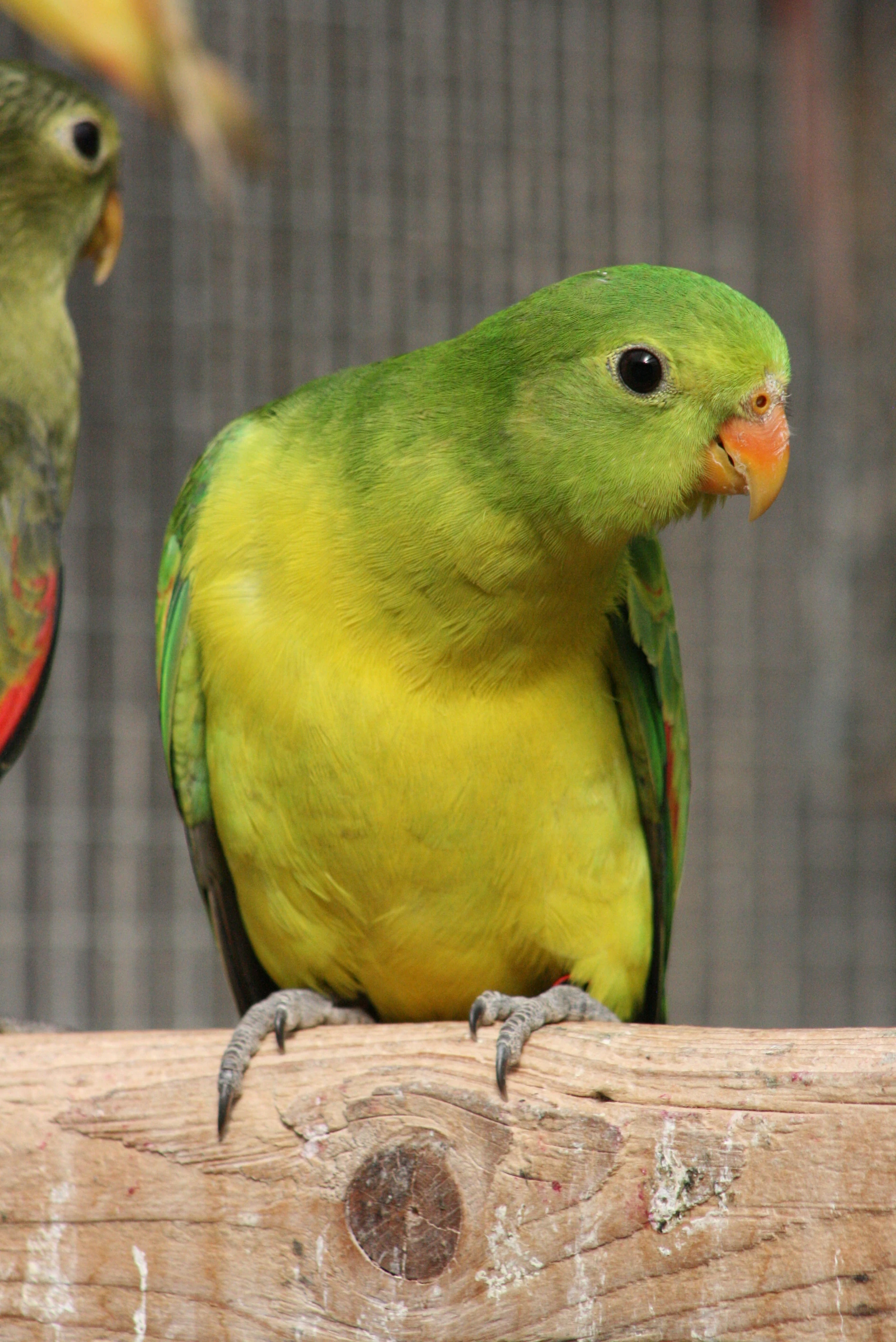 Papoušek červenokřídlý šedozelený/žluté