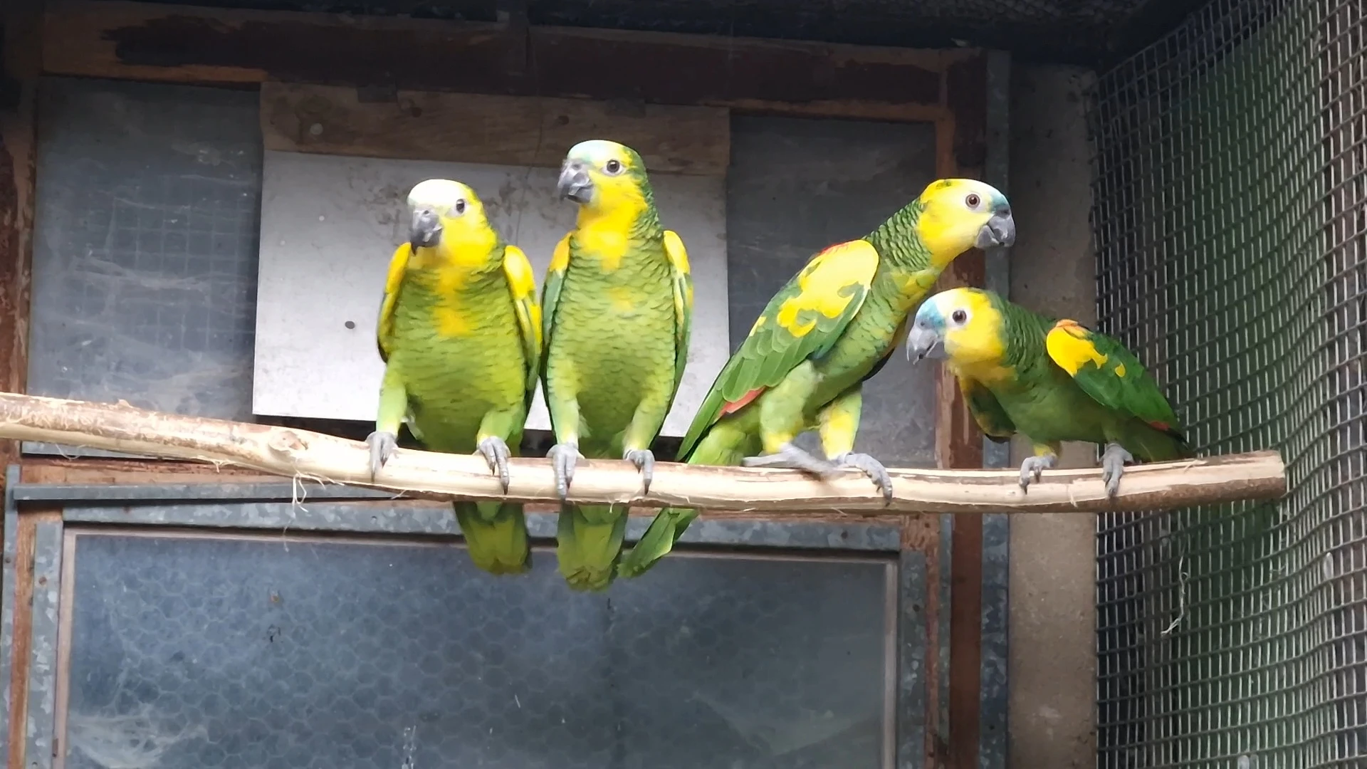 Prodám Amazoňan modročelý