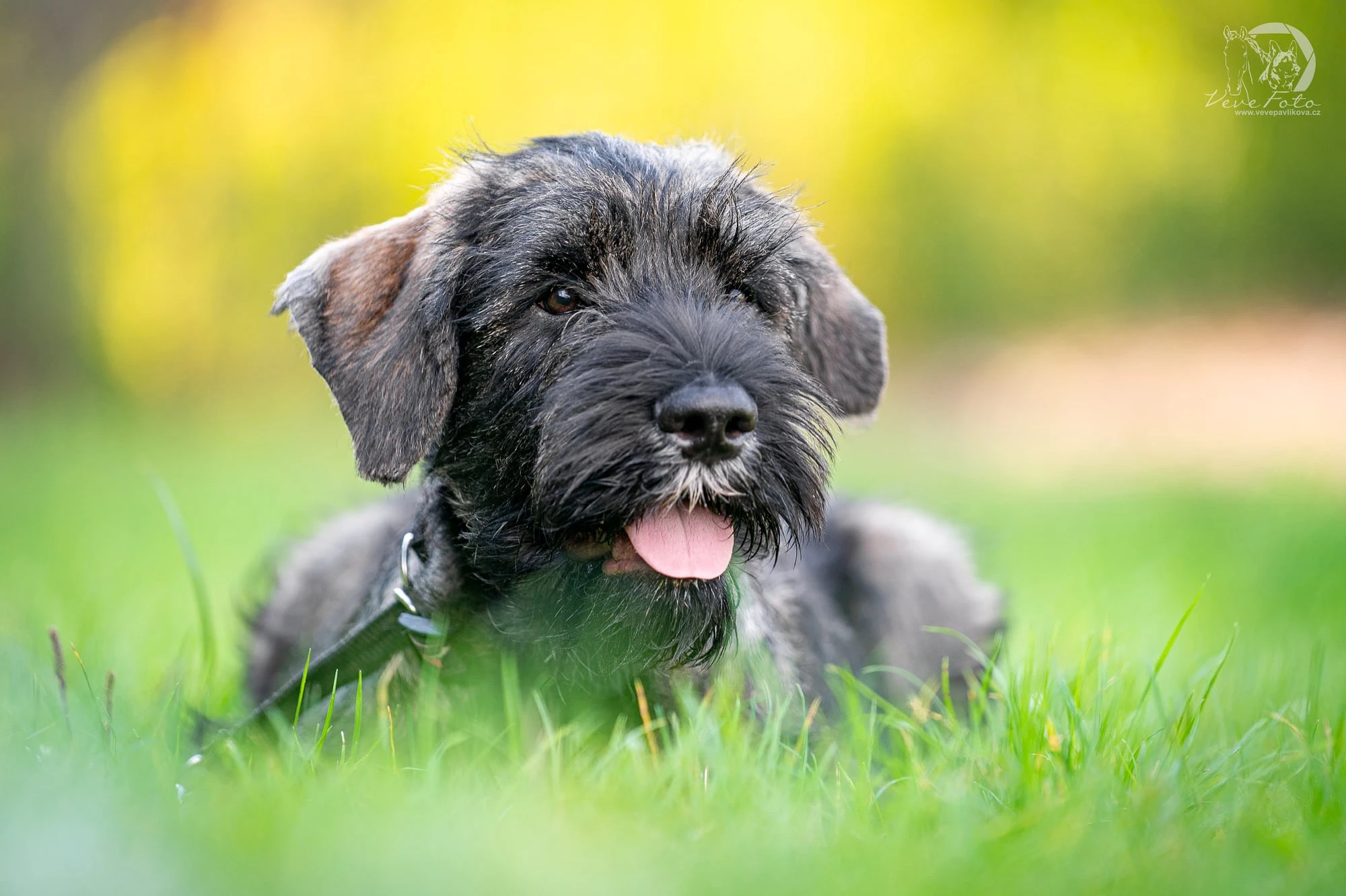 Knírač velký s Pp