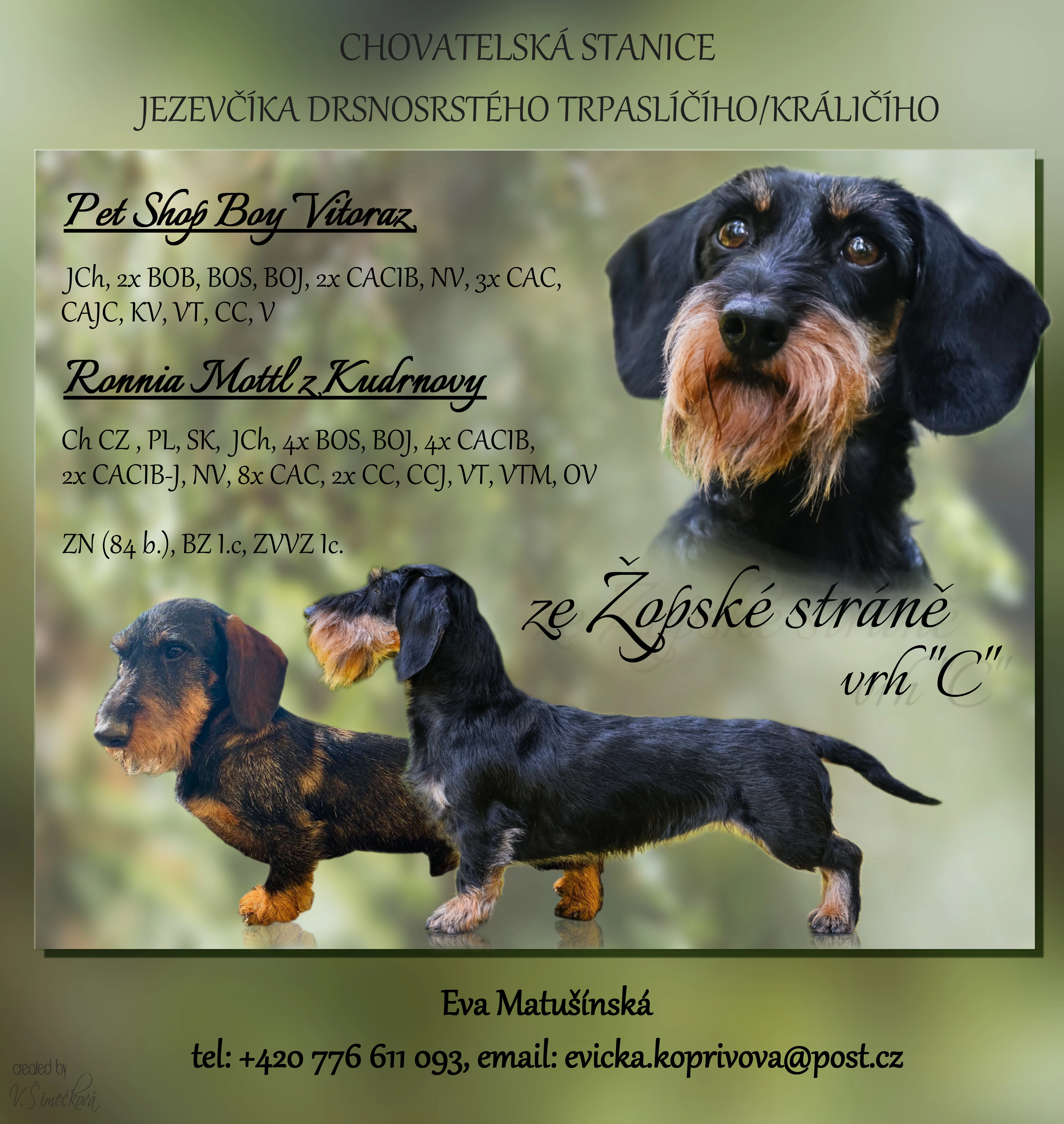 Jezevčík drsnosrstý trpasličí/králičí