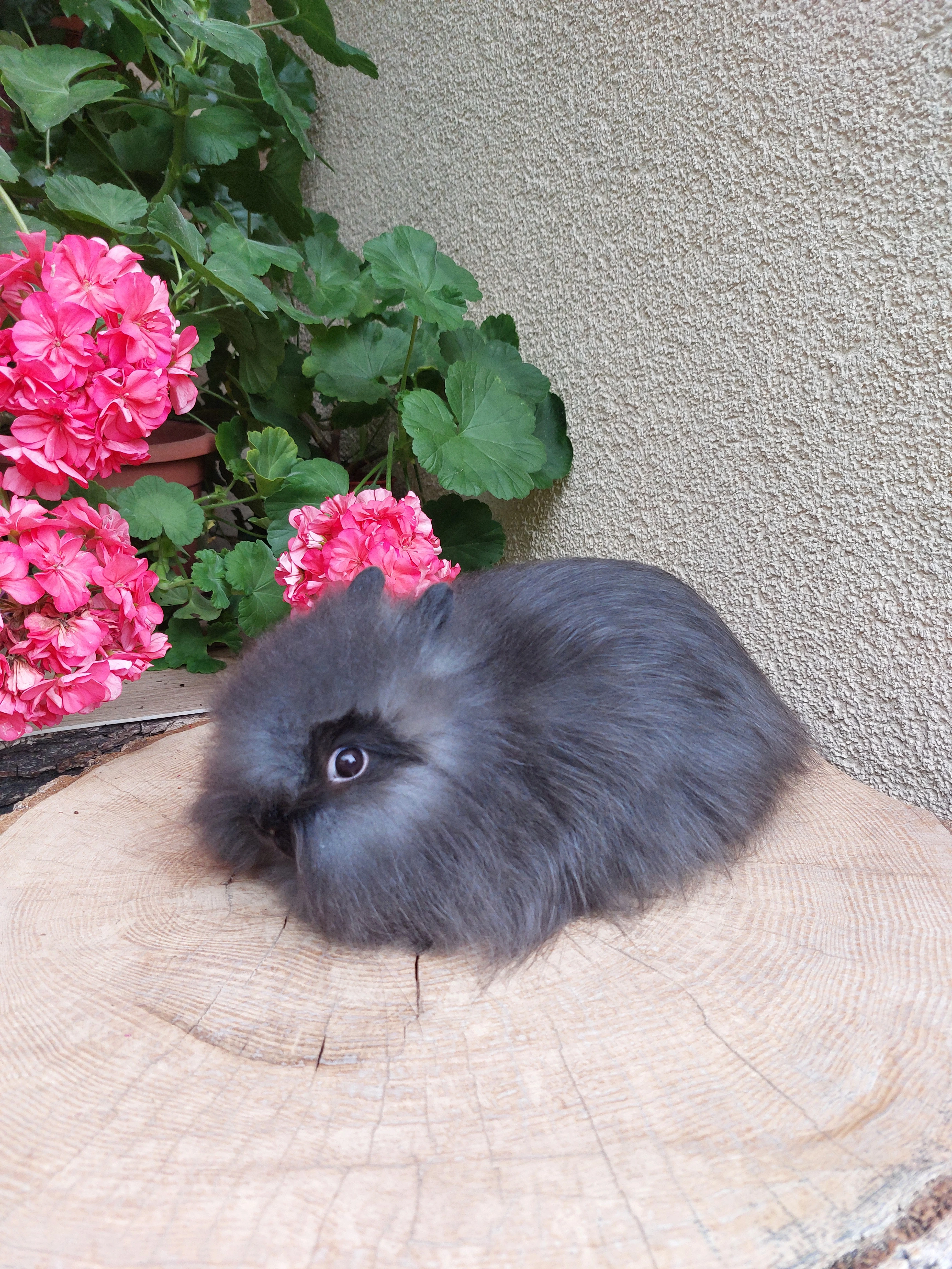 Zakrslý králík - hnědý kuní sameček TEDDY gen