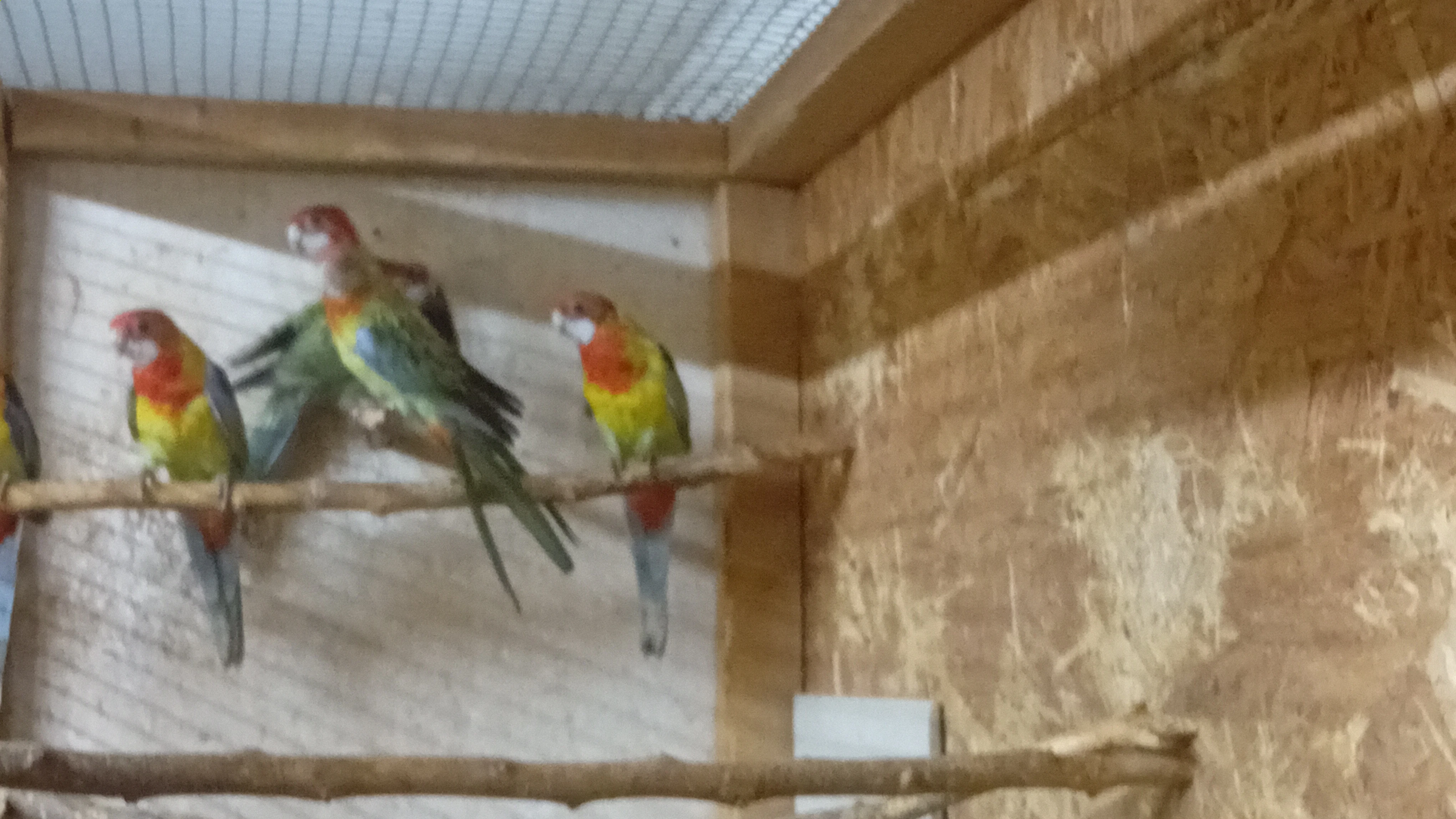 Nabízím papoušky z vlastního chovu