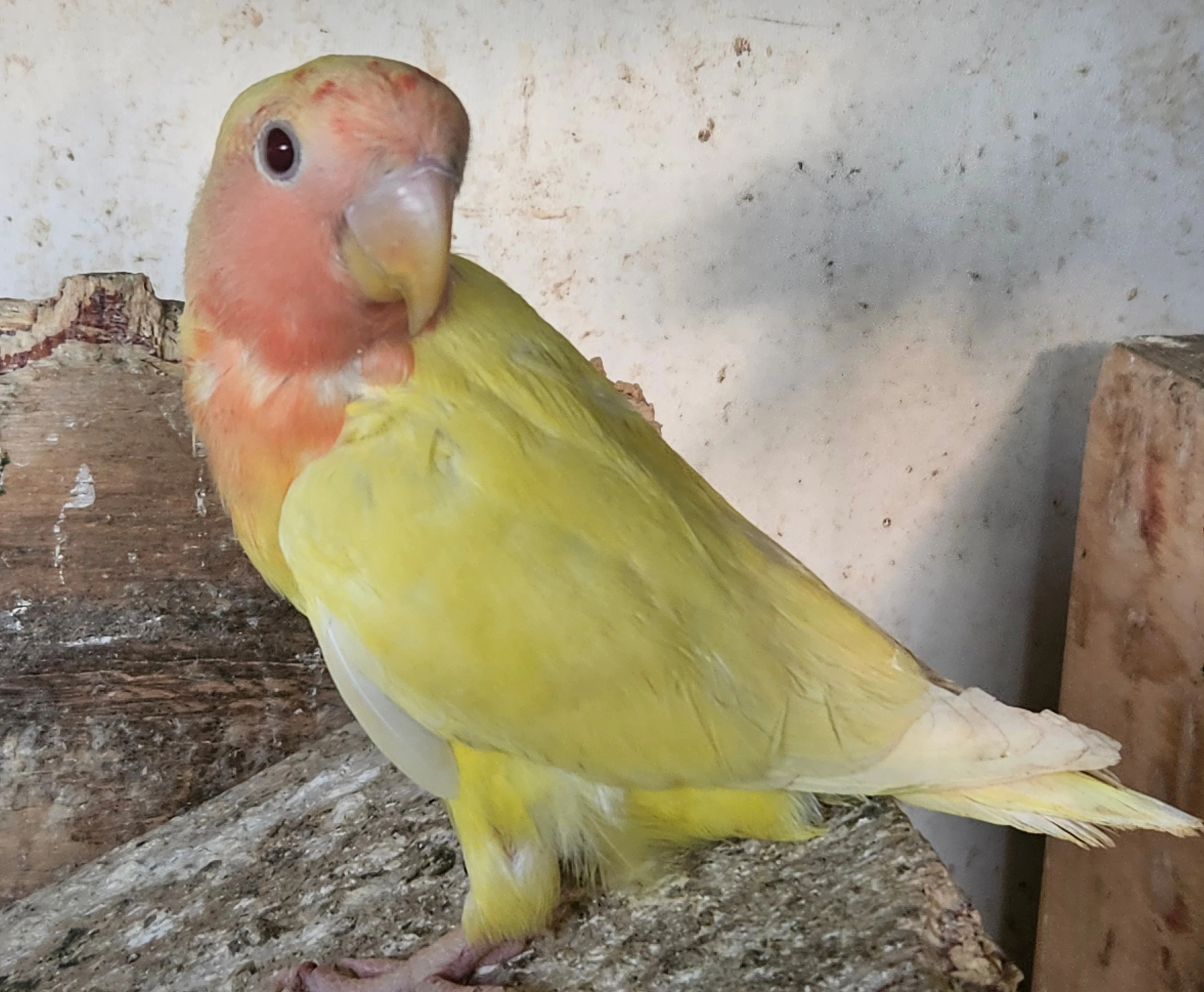 Agapornis růžohrdlý