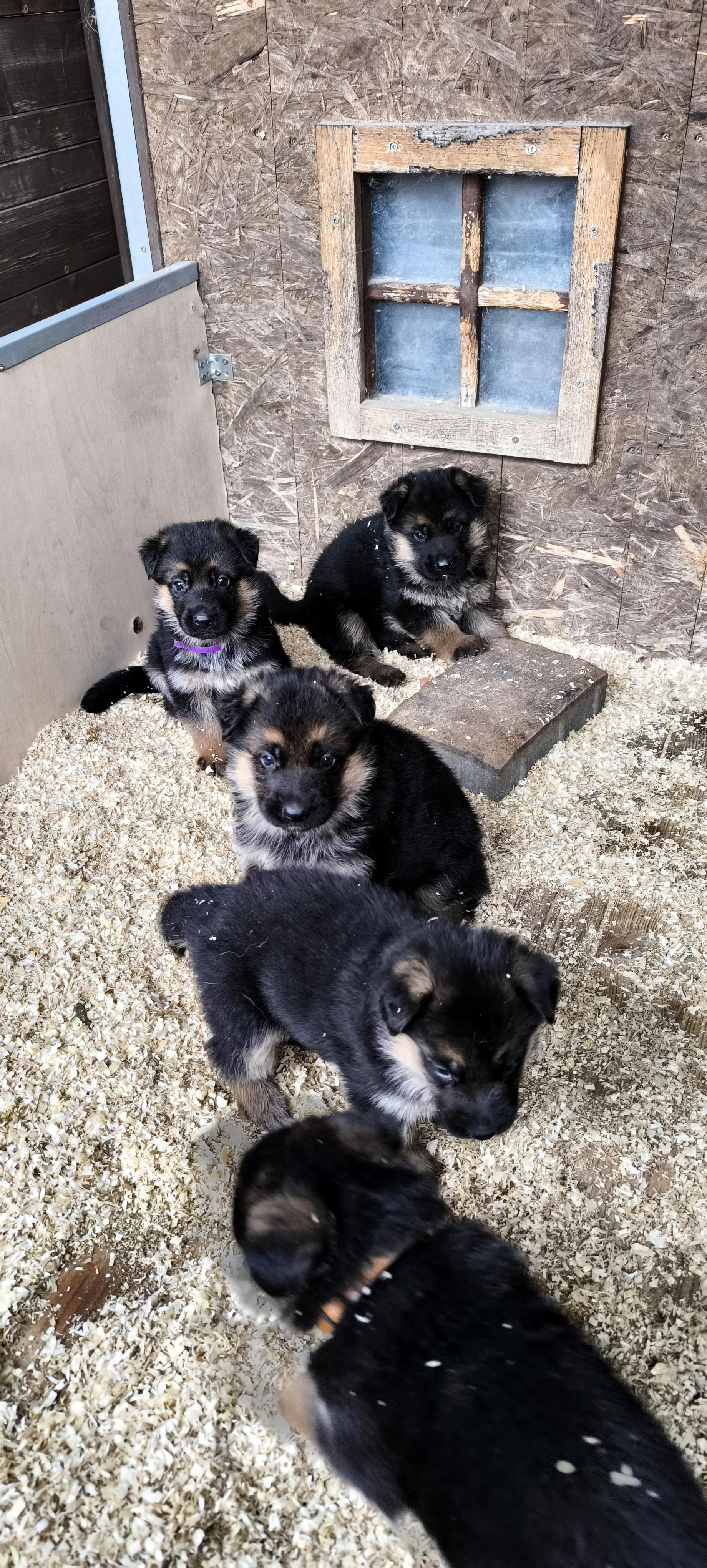 Německý ovčák s PP