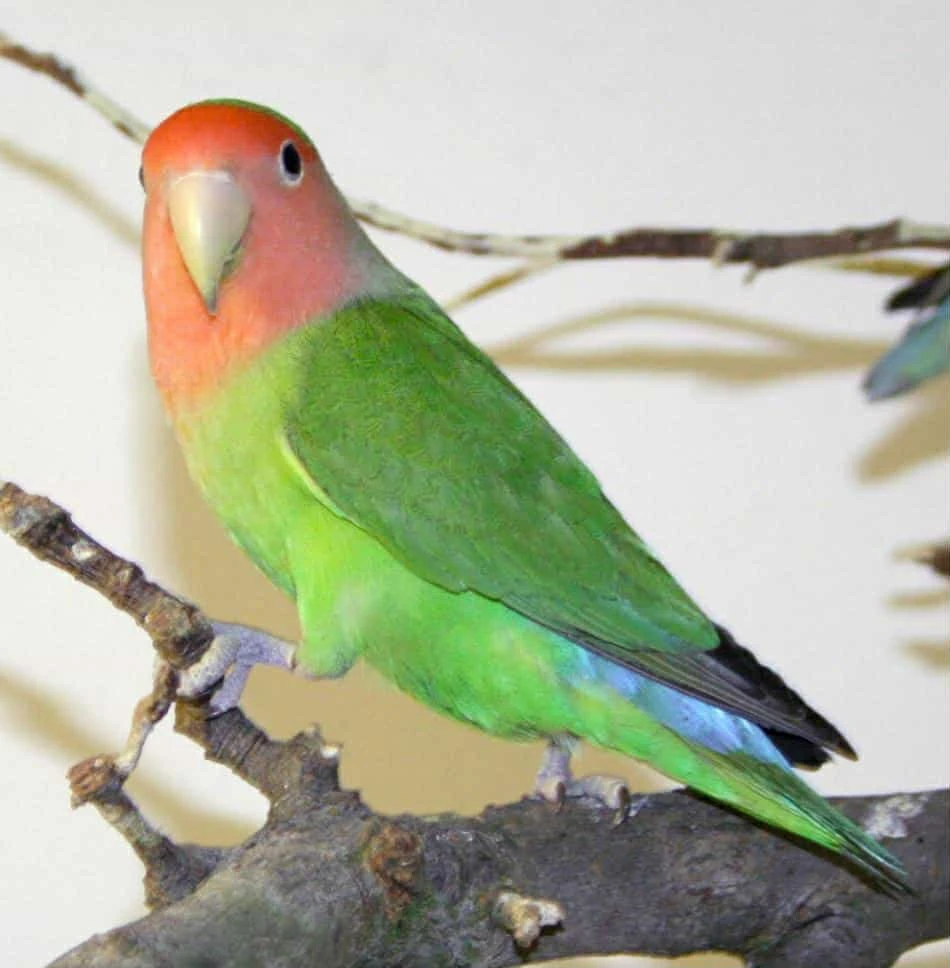 Agapornis růžohrdlý