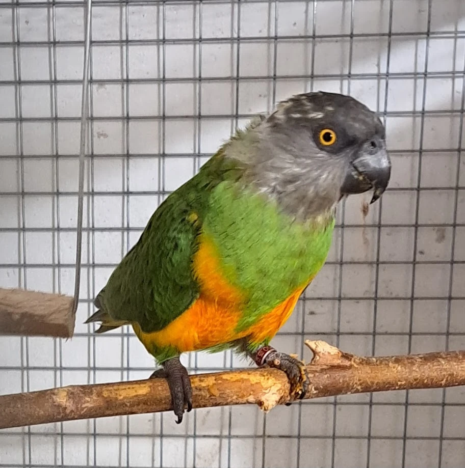 Samice papouška senegálského