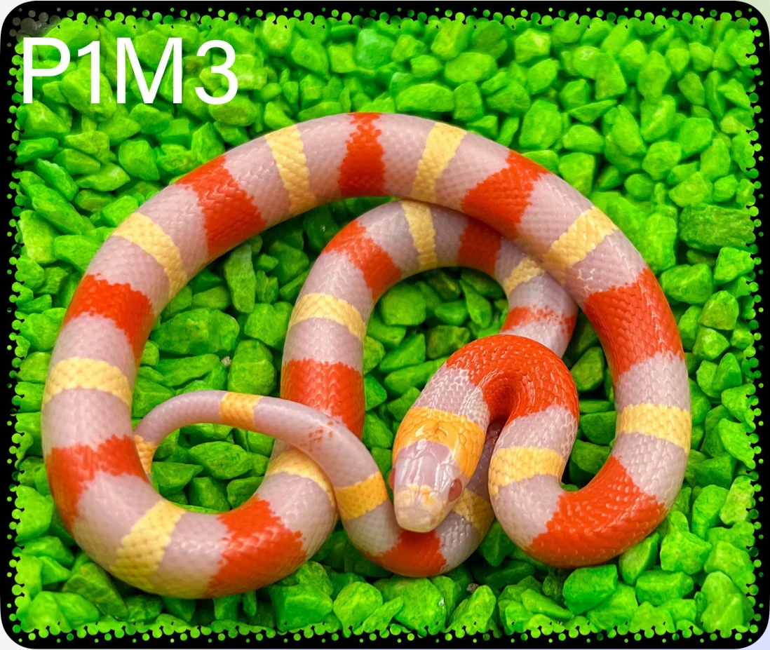 Korálovka sedlatá Campbellova Albino