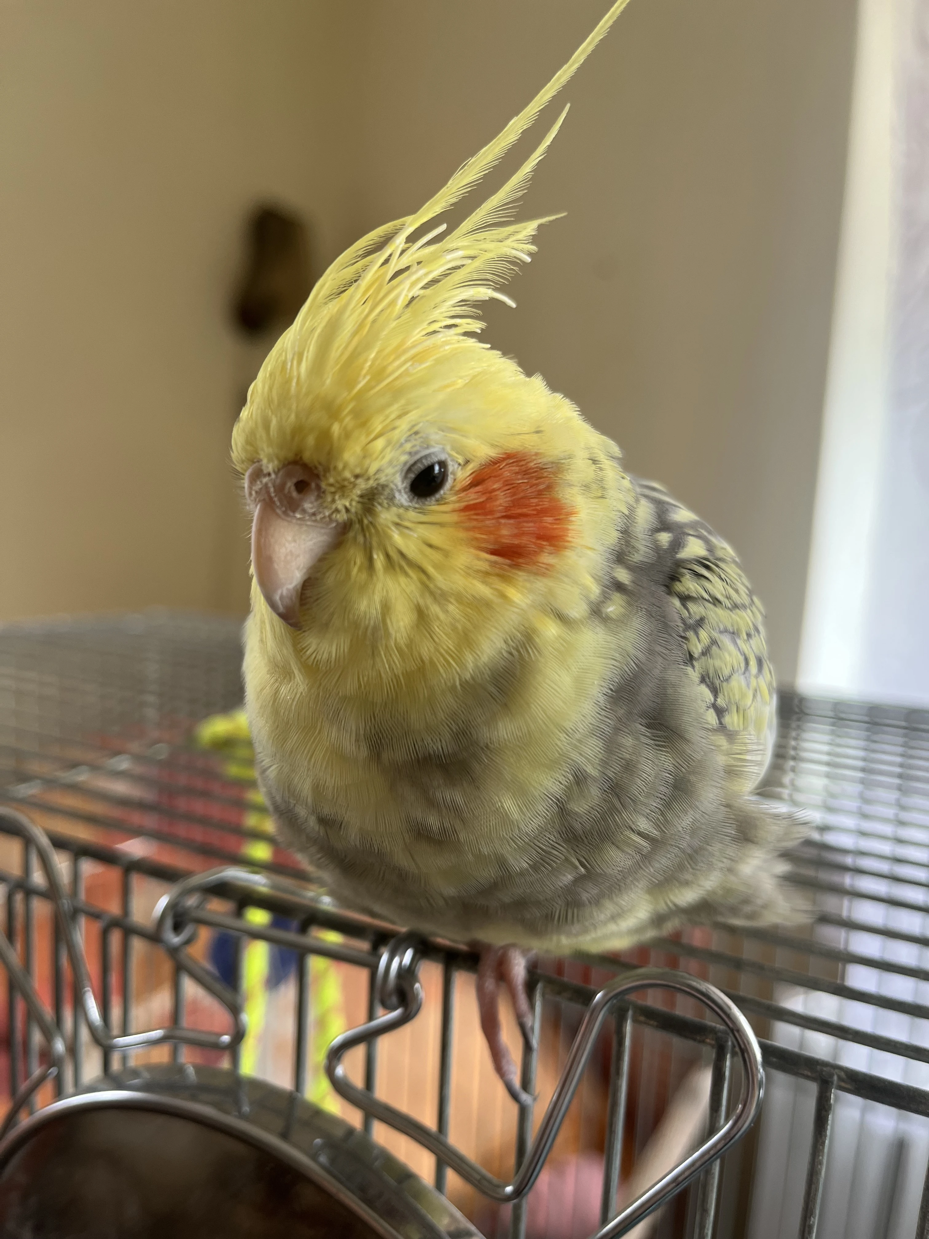 Sháním samce Korely