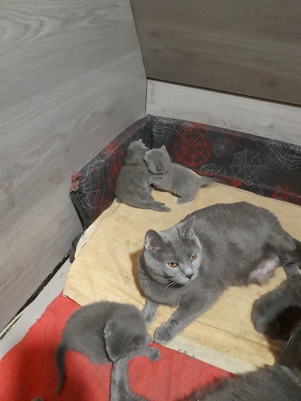 Kočka Kartouzská - koťata