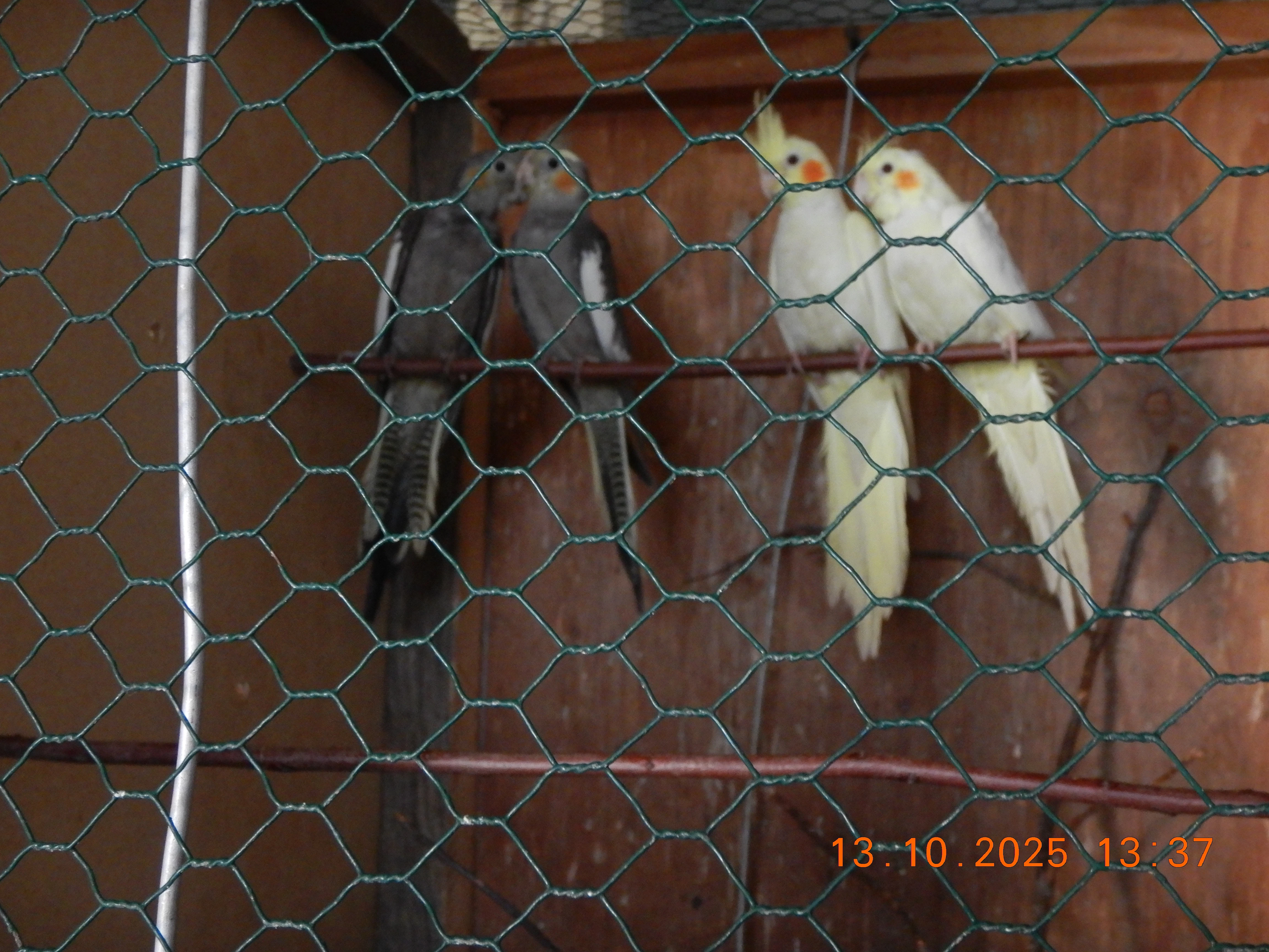 Prodám korely chocholaté