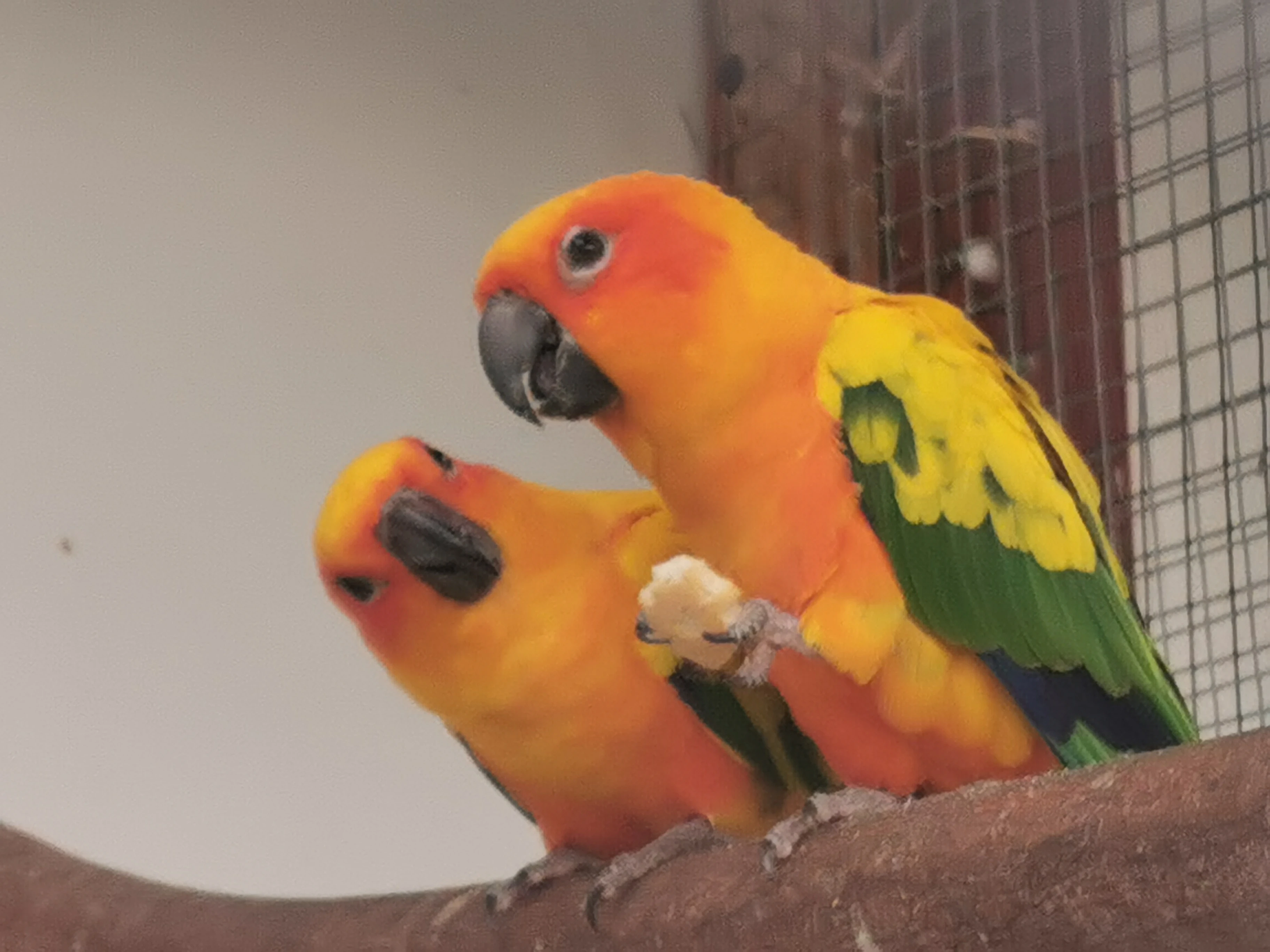 Prodám letošní mladé Aratingy Sluneční