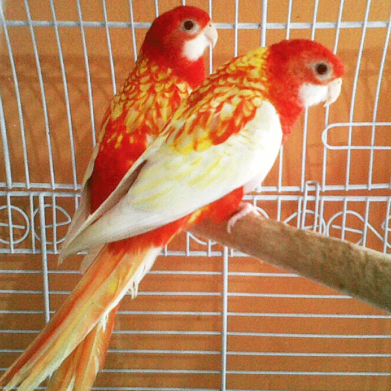 Rosela pestrá Rubino