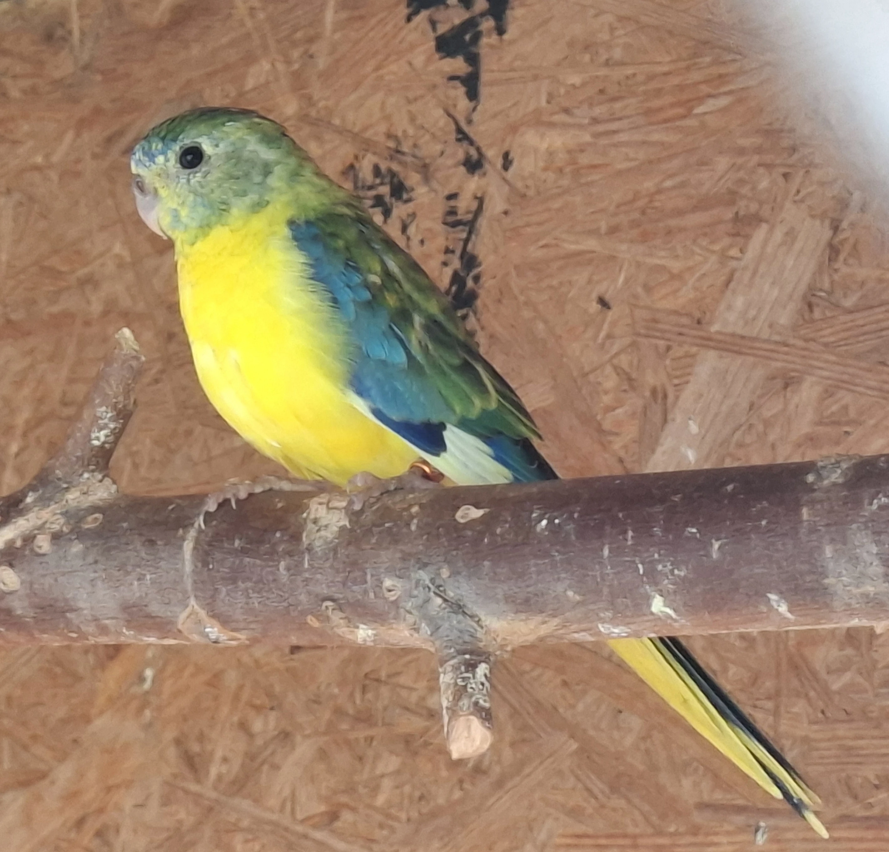 Neoféma tyrkysová žltobruchý opalín