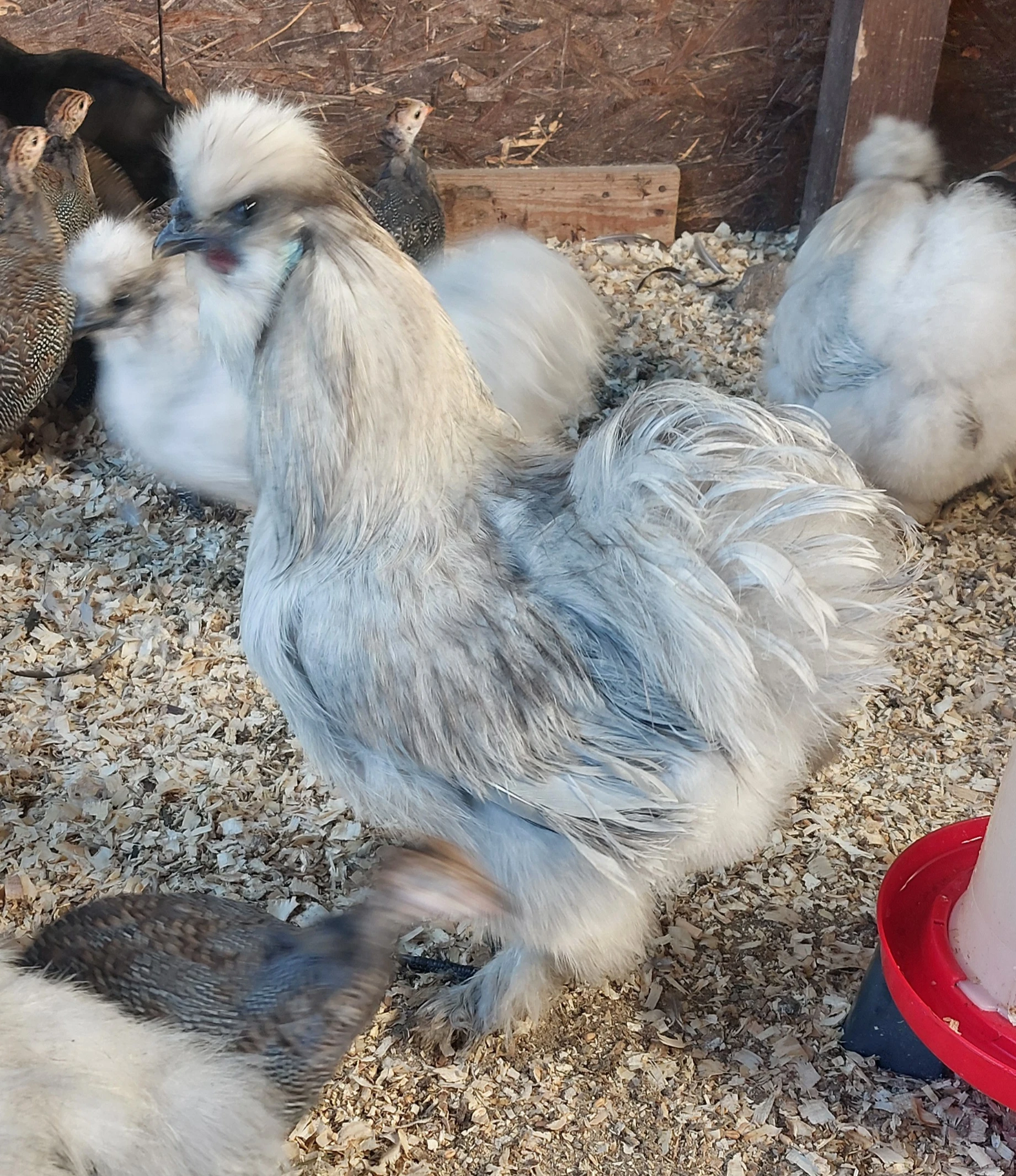 Kohout hedvábničky