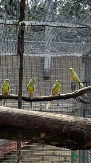 Papoušek zpěvavý - samci