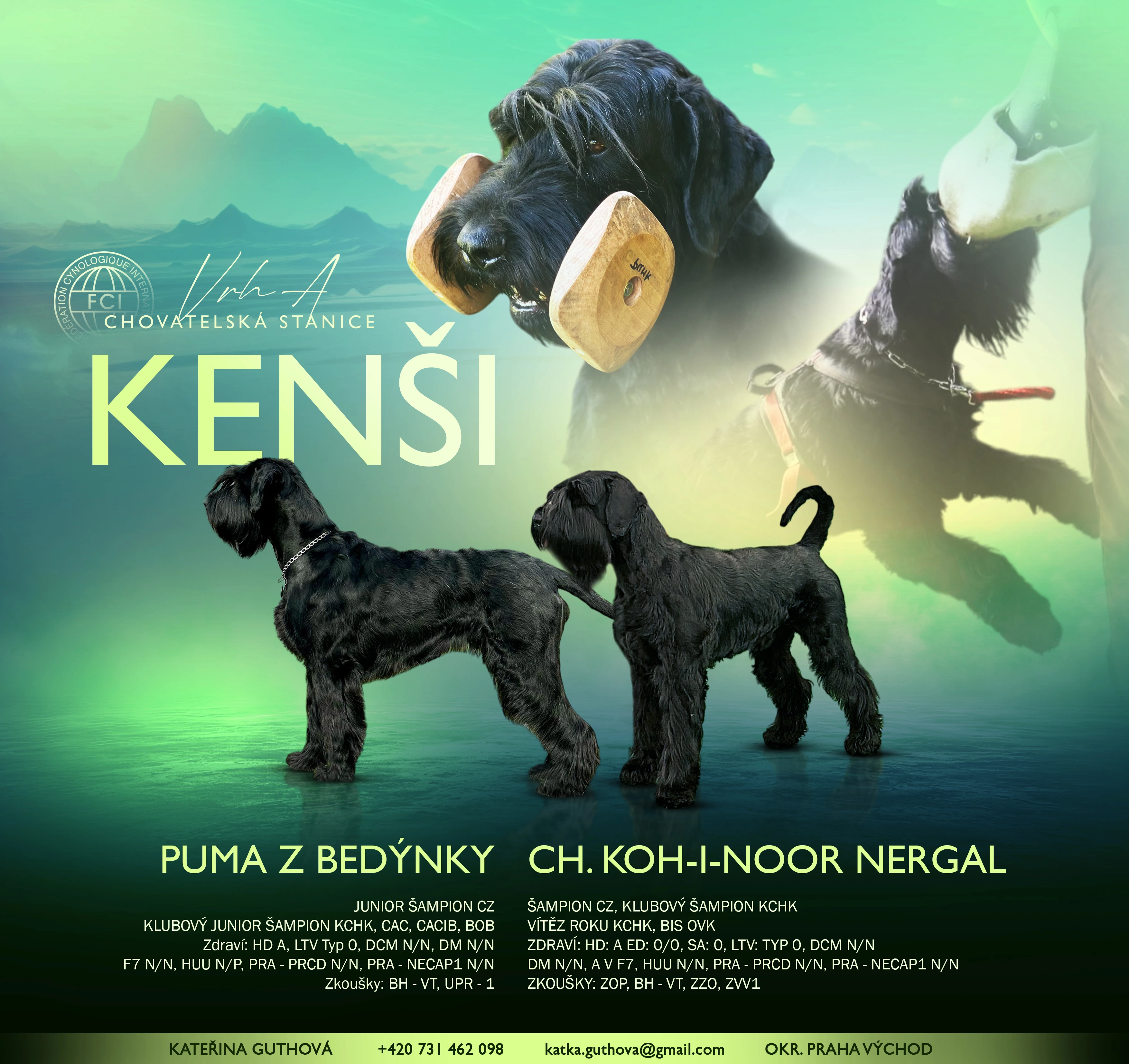 Knírač velký - černý štěňata s PP