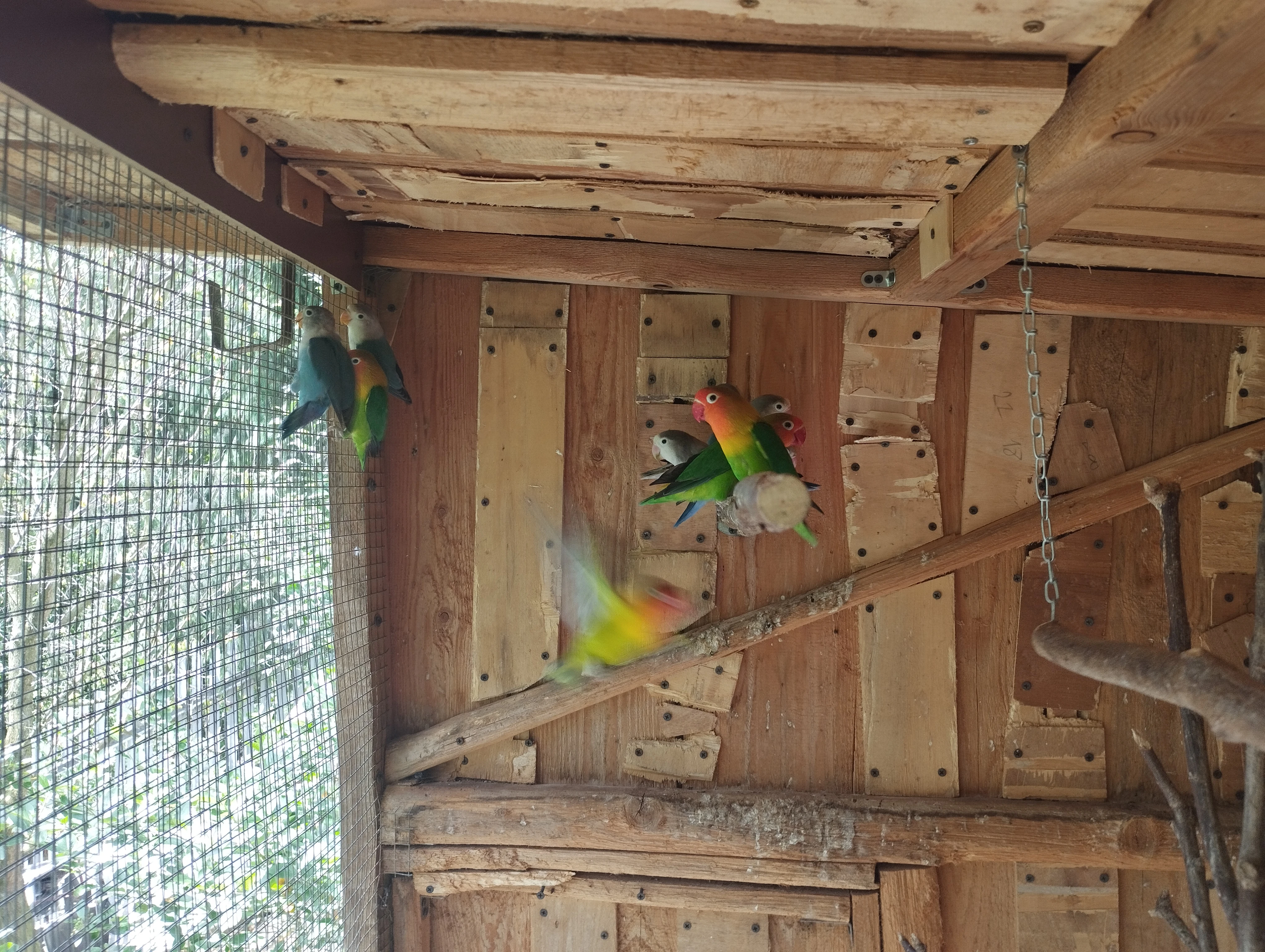 Ruším chov agapornisu